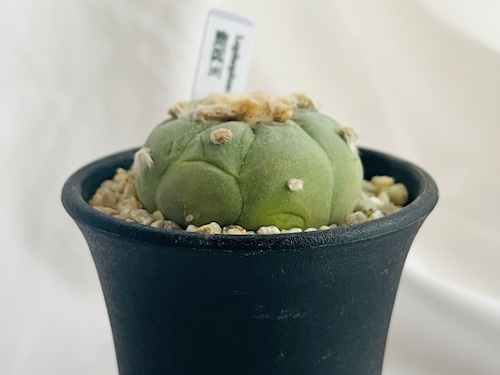 Lophophora williamsii var. decipiens　ロフォフォラ　白肌銀冠玉　サボテン