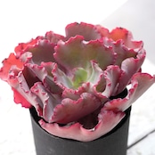 カット苗 ウエディングドレス 大株 Echeveria 'Petticoat'