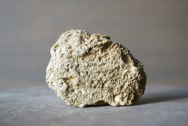 イタリア産巻貝化石 Tectus semilaevigatus 1025