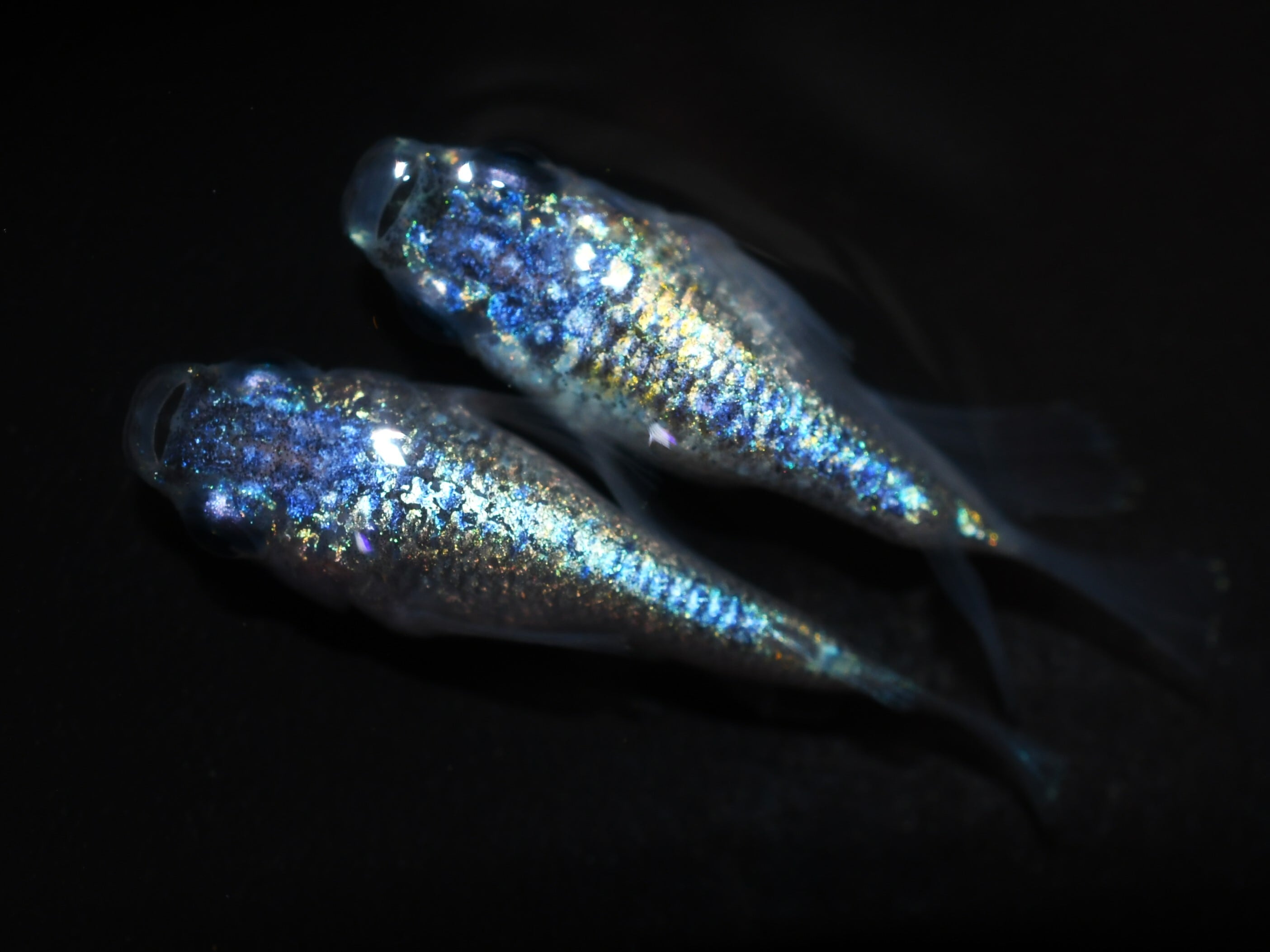 3cc96b0172691a49065a80a80f3dc1