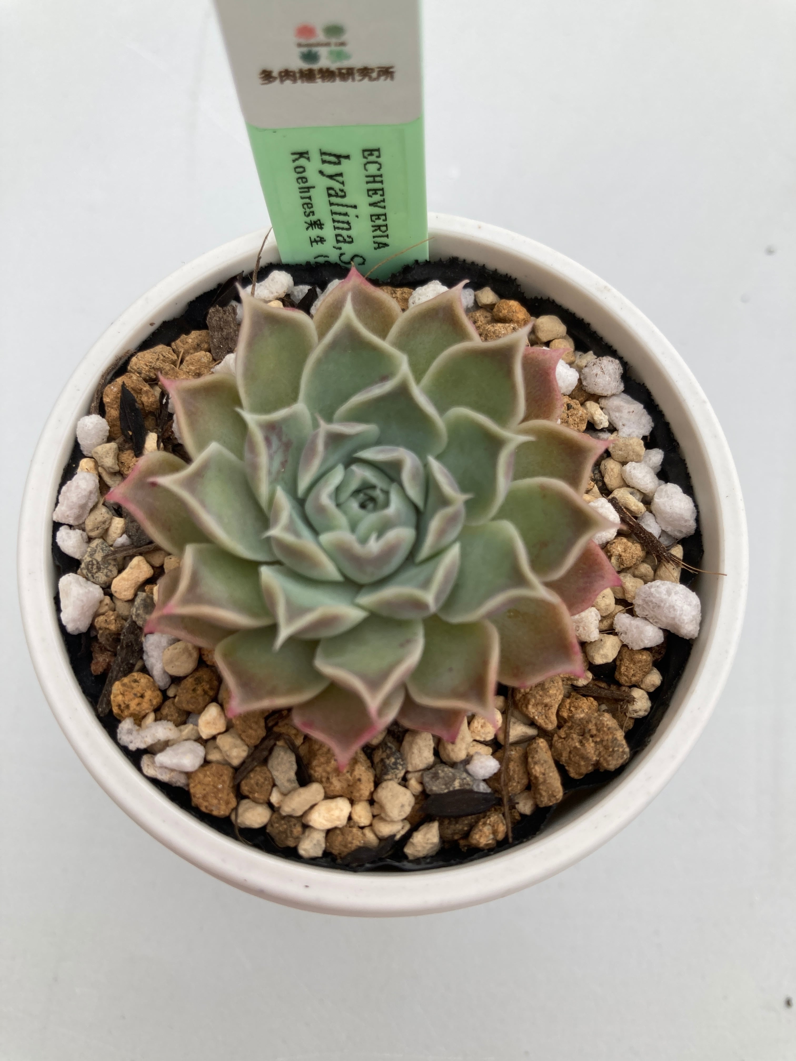 【✦echeveria✦再販受注生産✦size1✦Olive✦leather✦】 ✦echeveria✦再販受注生産✦size1✦Olive✦leather