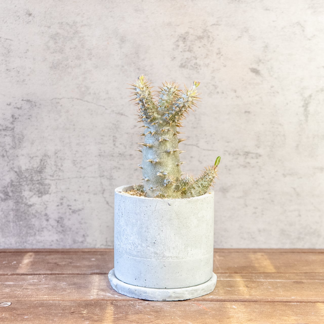 【太い幹。鋭い棘。力強さ溢れる姿】パキポディウム・デンシフローラム。根腐れを防ぐ独自配合の用土で、安心のボタニカルライフ|虫発生抑制(全国一律送料850円)