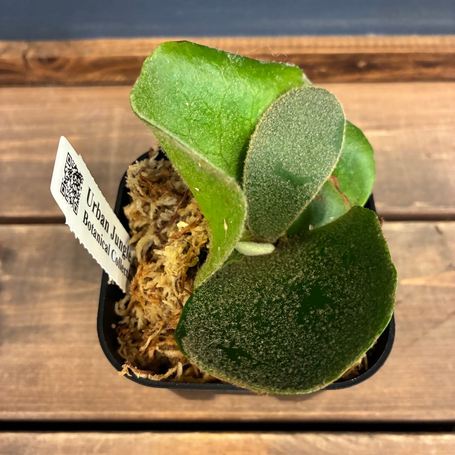ビカクシダ P. andinum【760】 | PROTOLEAF プロトリーフ