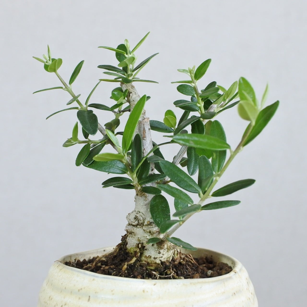 オリーブ 希少種 シルベストリス 太木 古木 オリーブ 希少種 シルベストリス 太木 古木 小葉オリーブ シルベスト