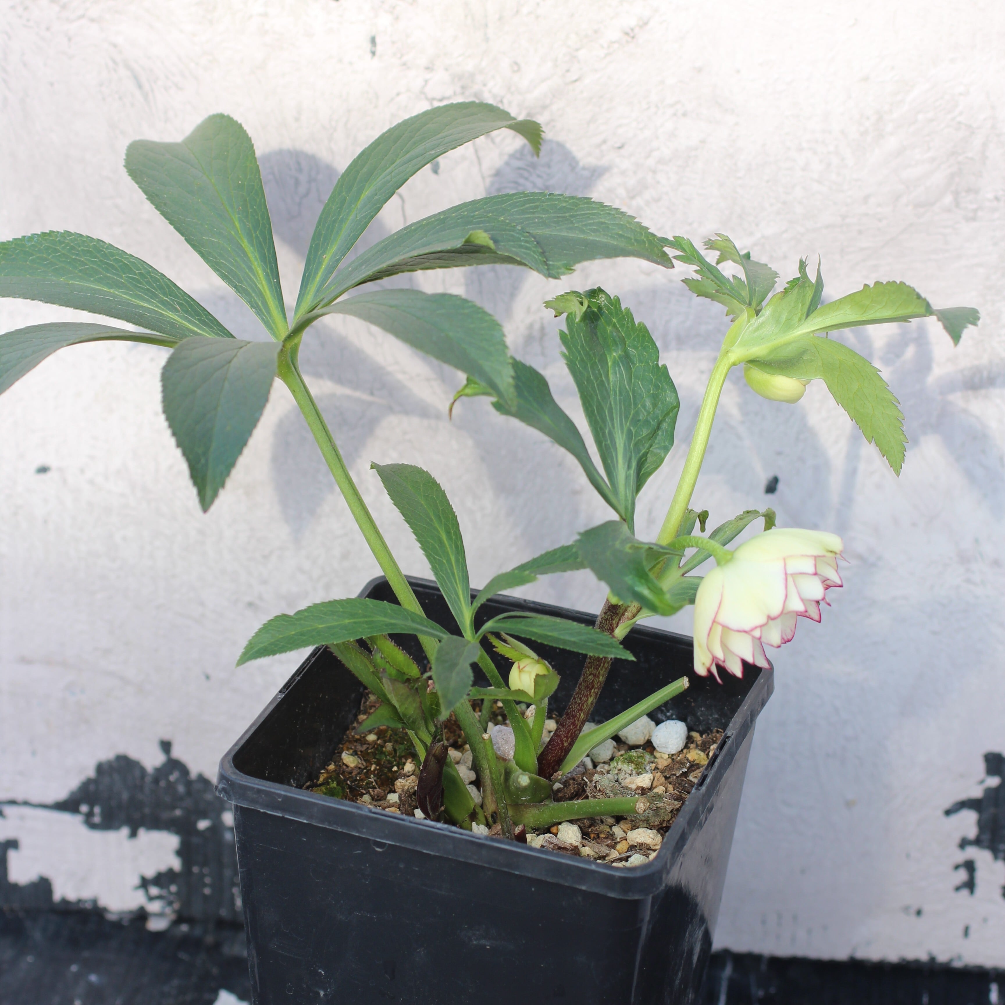 クリスマスローズ　株分け苗　元親株　ハッピーホッピーピコティ　花芽あり　４号 クリスマスローズ 株分け苗 元親株 ハッピーホッピーピコティ 4号