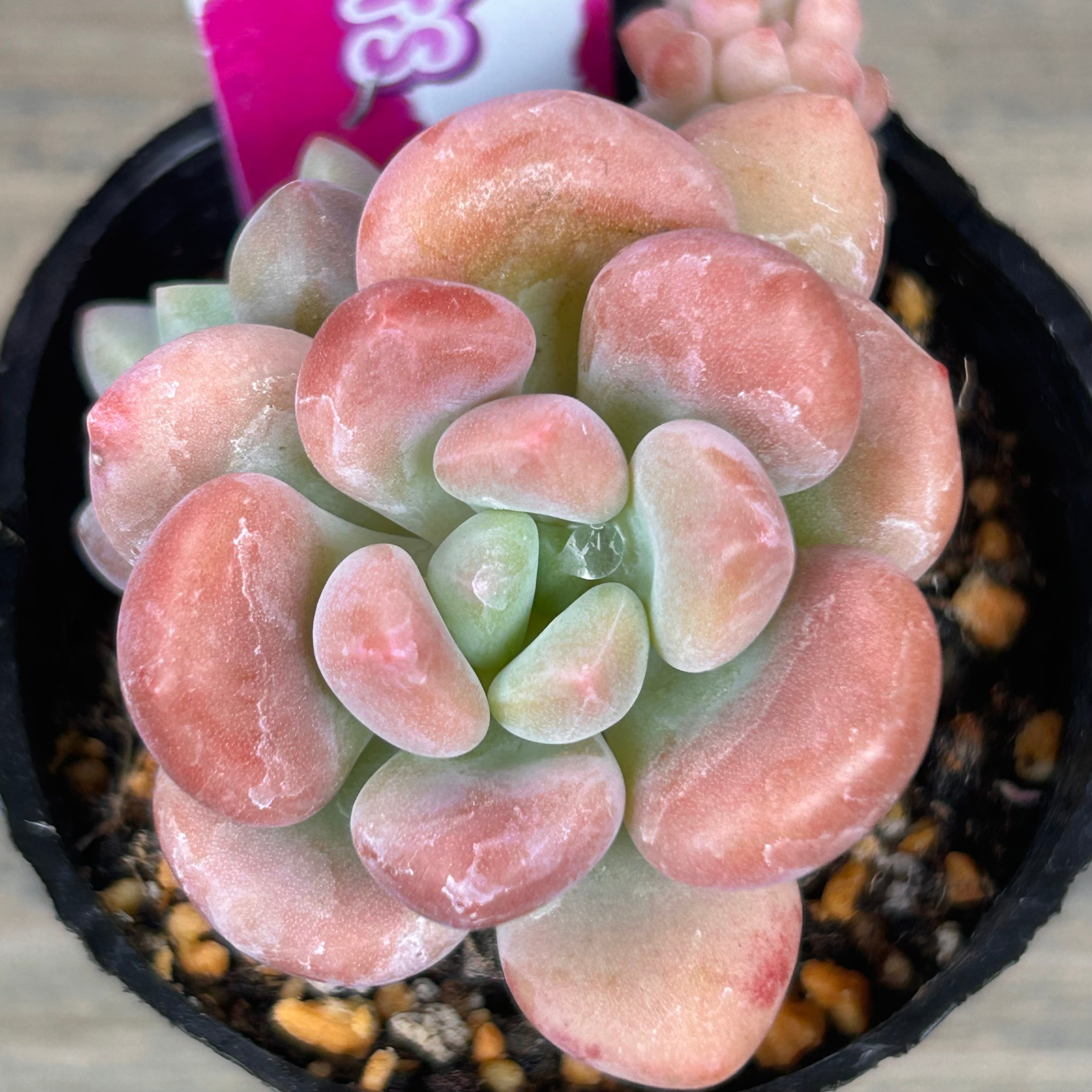 レジェンド | RuPo 多肉植物専門店