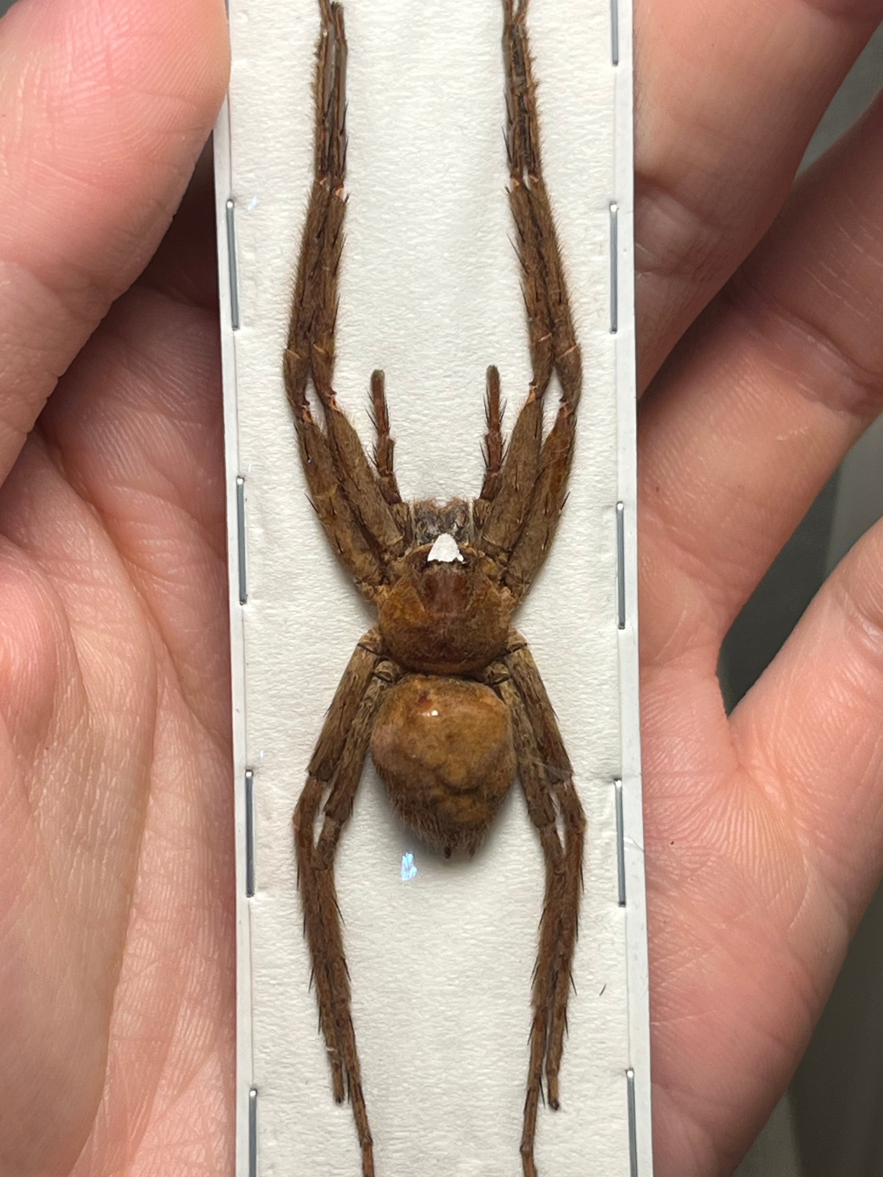 ALL ITEM | オモニキチュウ