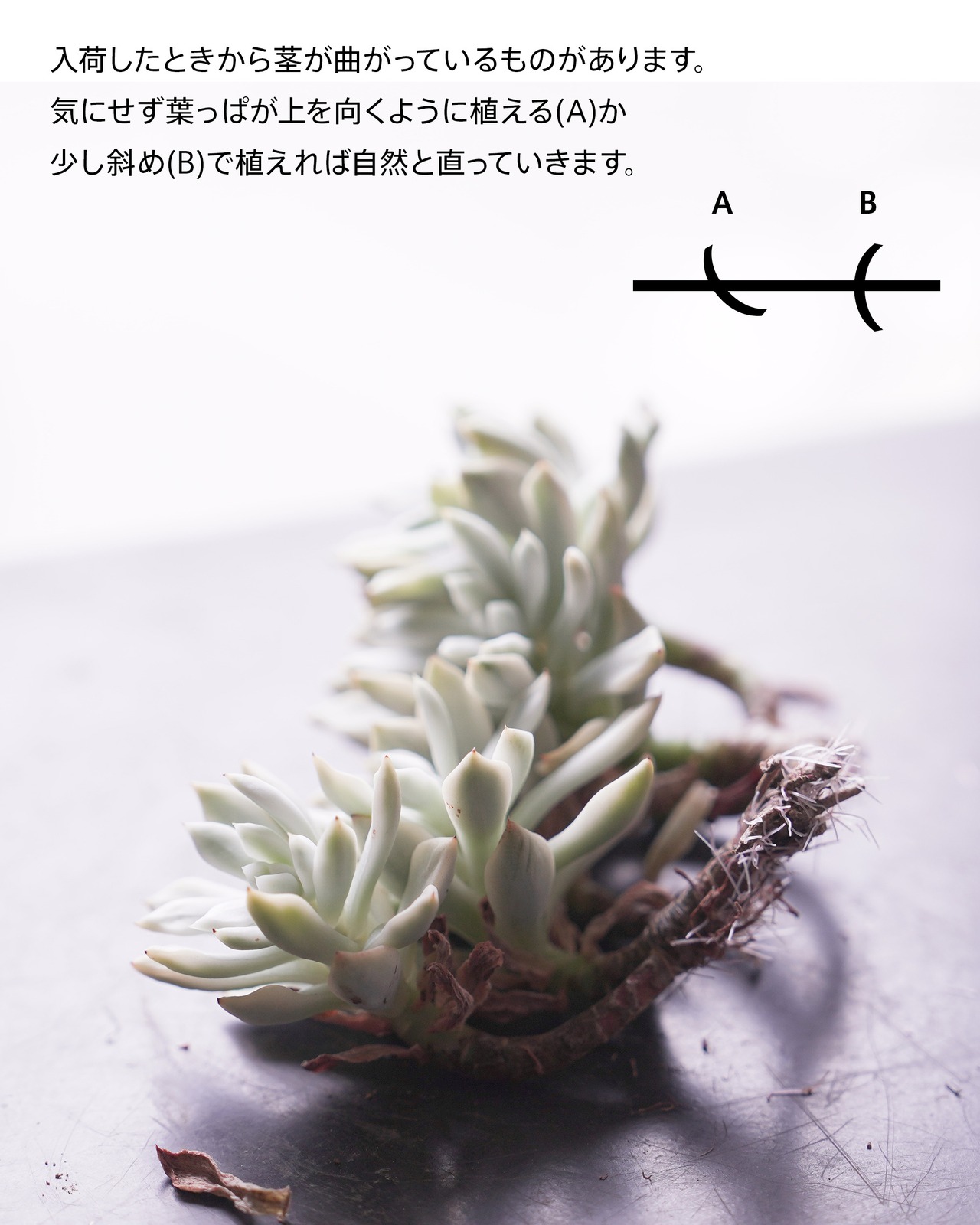発根済カット苗 ファントム錦 大群生 Echeveria 'Phantom Variegated'