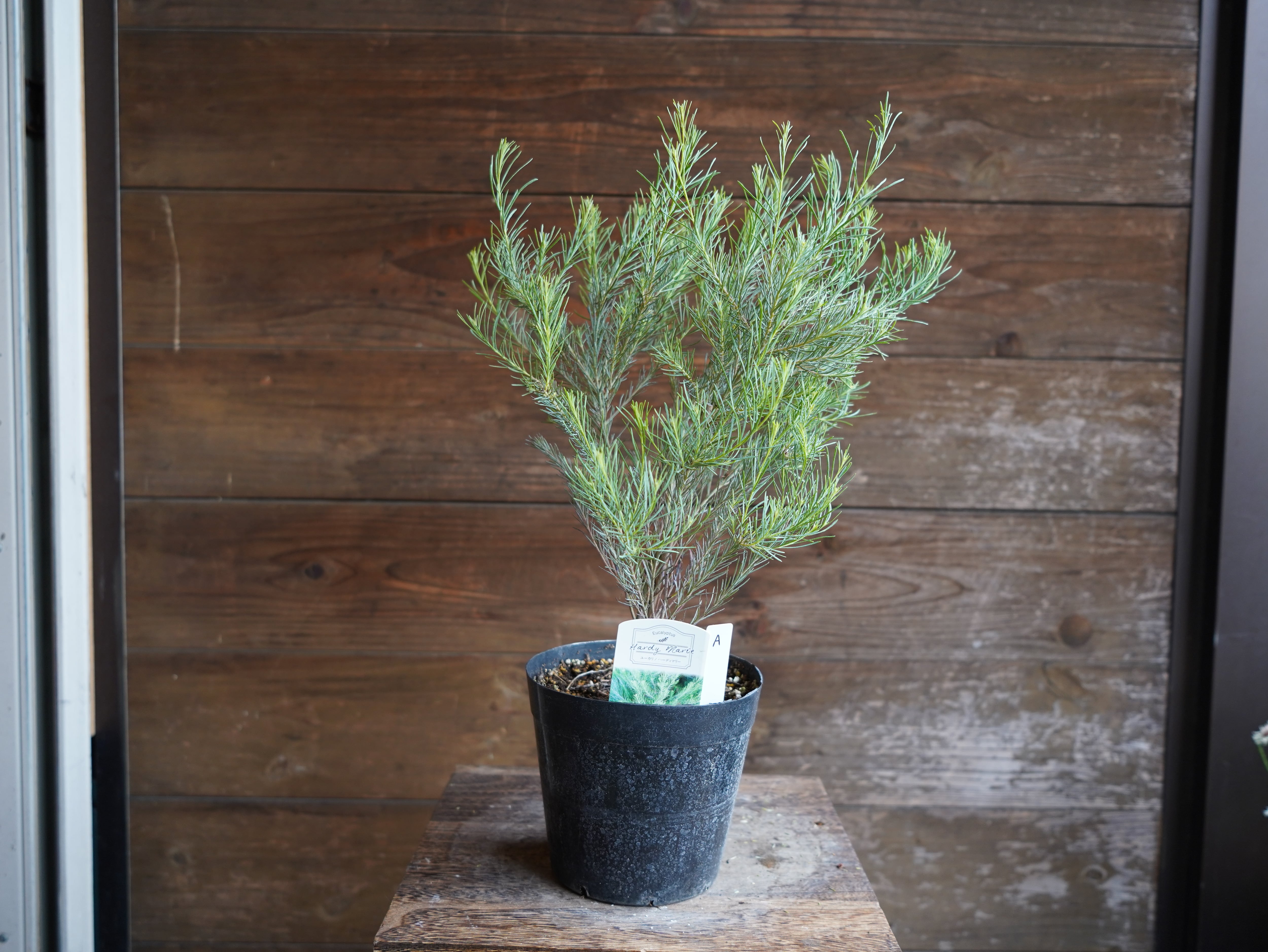 【現物】ユーカリ　”フォーマニー”　