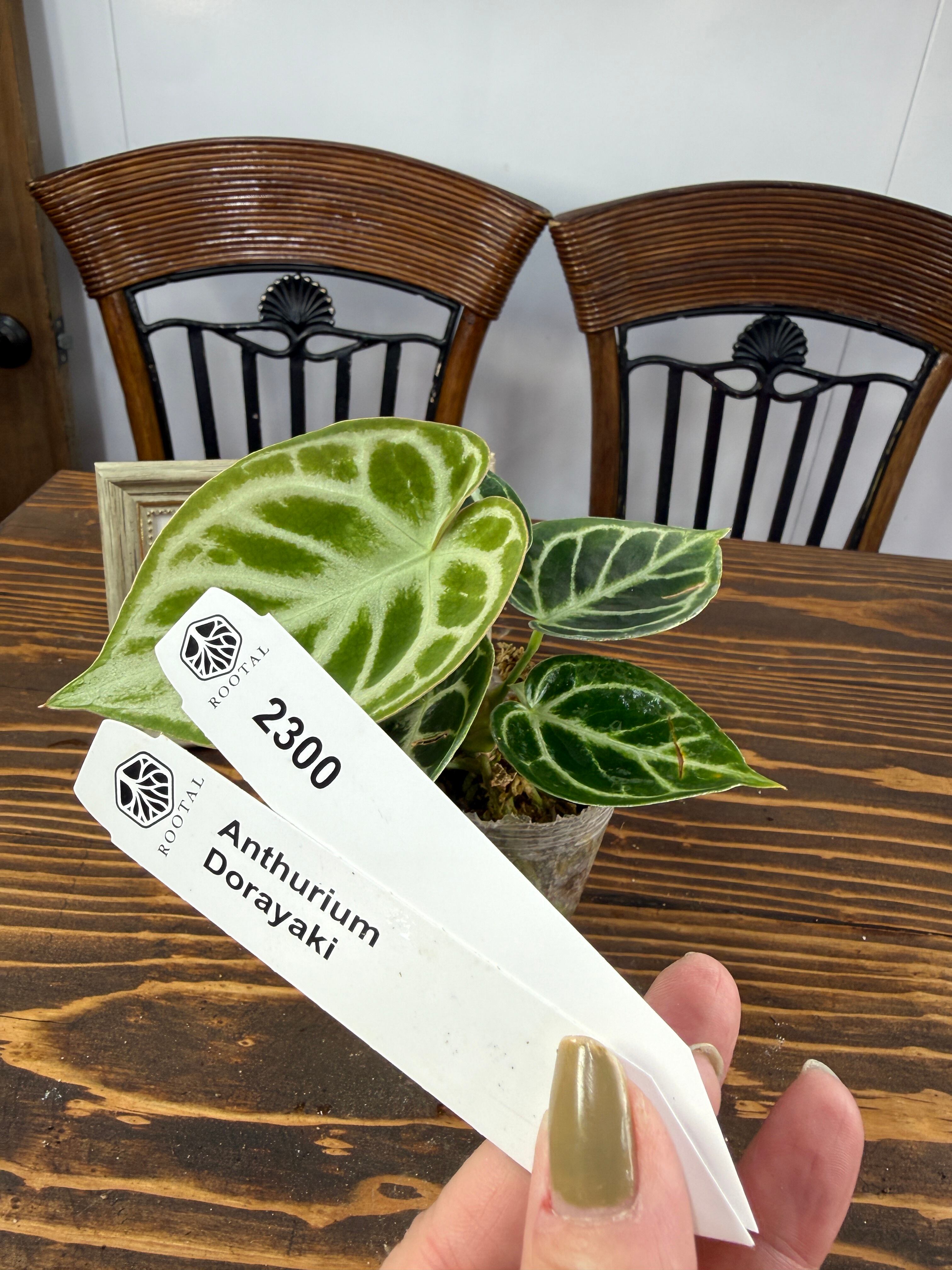 ★2300【みんな大好き】アンスリウム ドラヤキ(75㎜ポット)