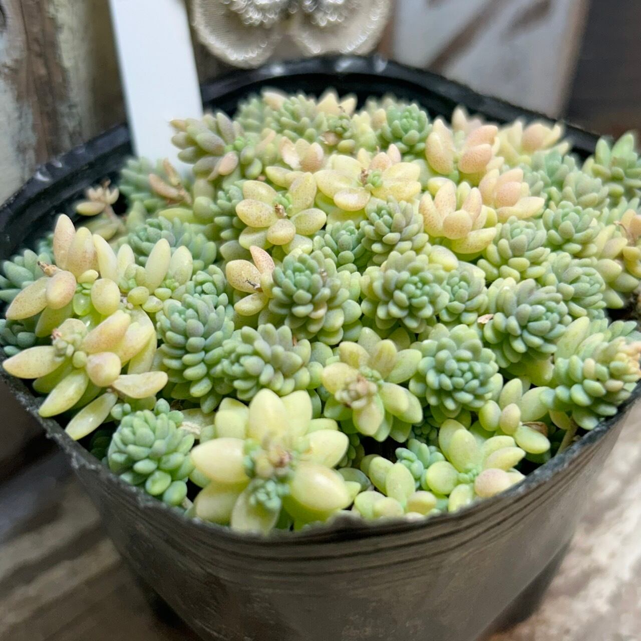 マジョール | RuPo 多肉植物専門店