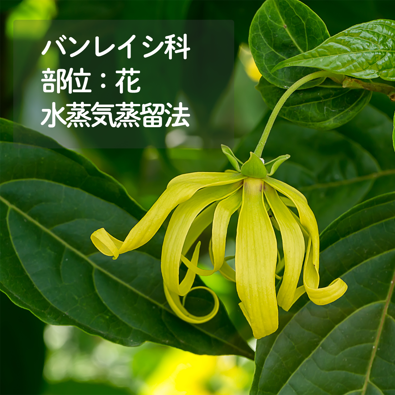 レッドイランイラン　香水・花木・観葉・園芸・バンレイシ科