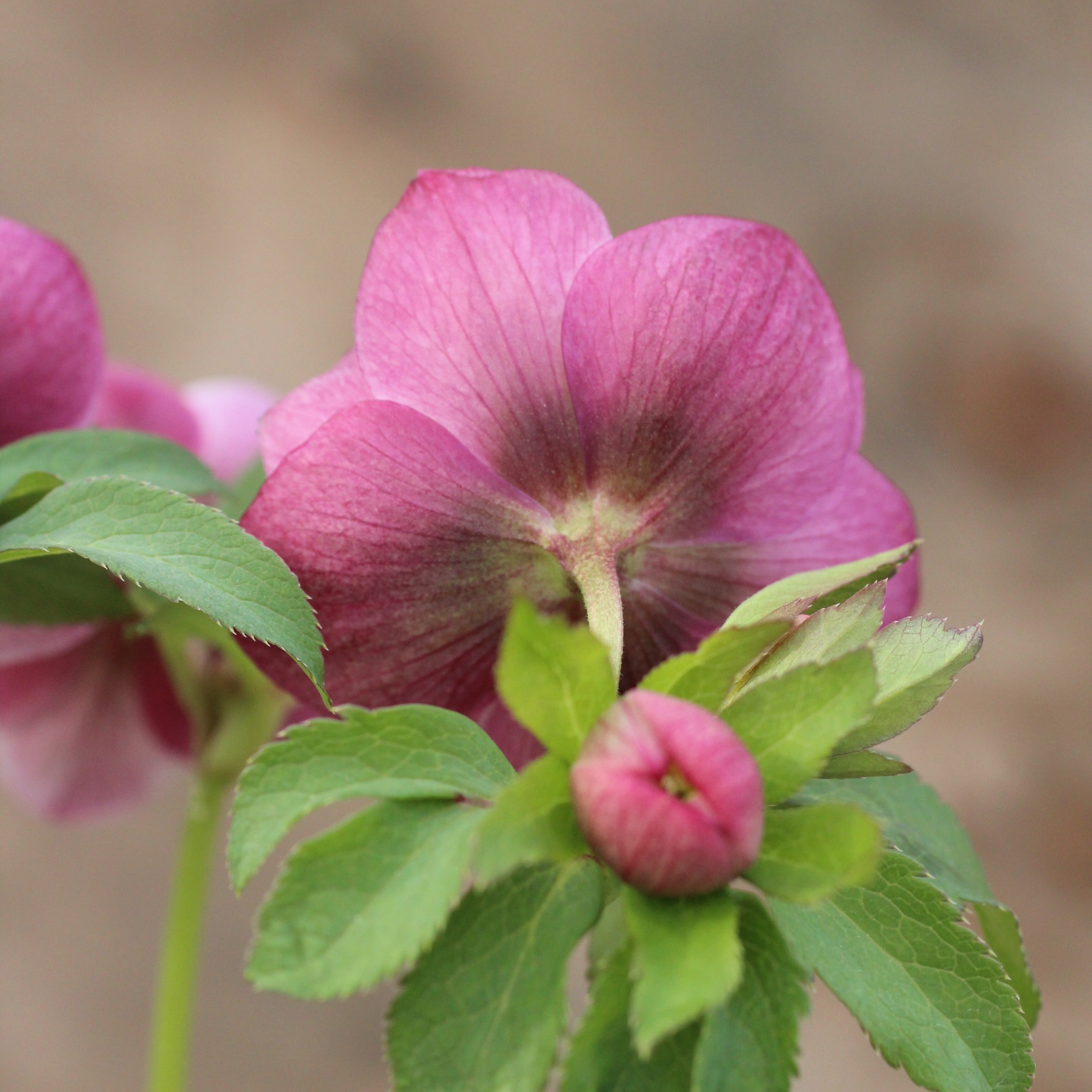 WS26-072 クリスマスローズ ウィンターシンフォニー ピンクフラッシュ