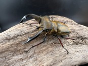 《チェンミヤマクワガタ 60mm ペア》tomo0428氏委託個体