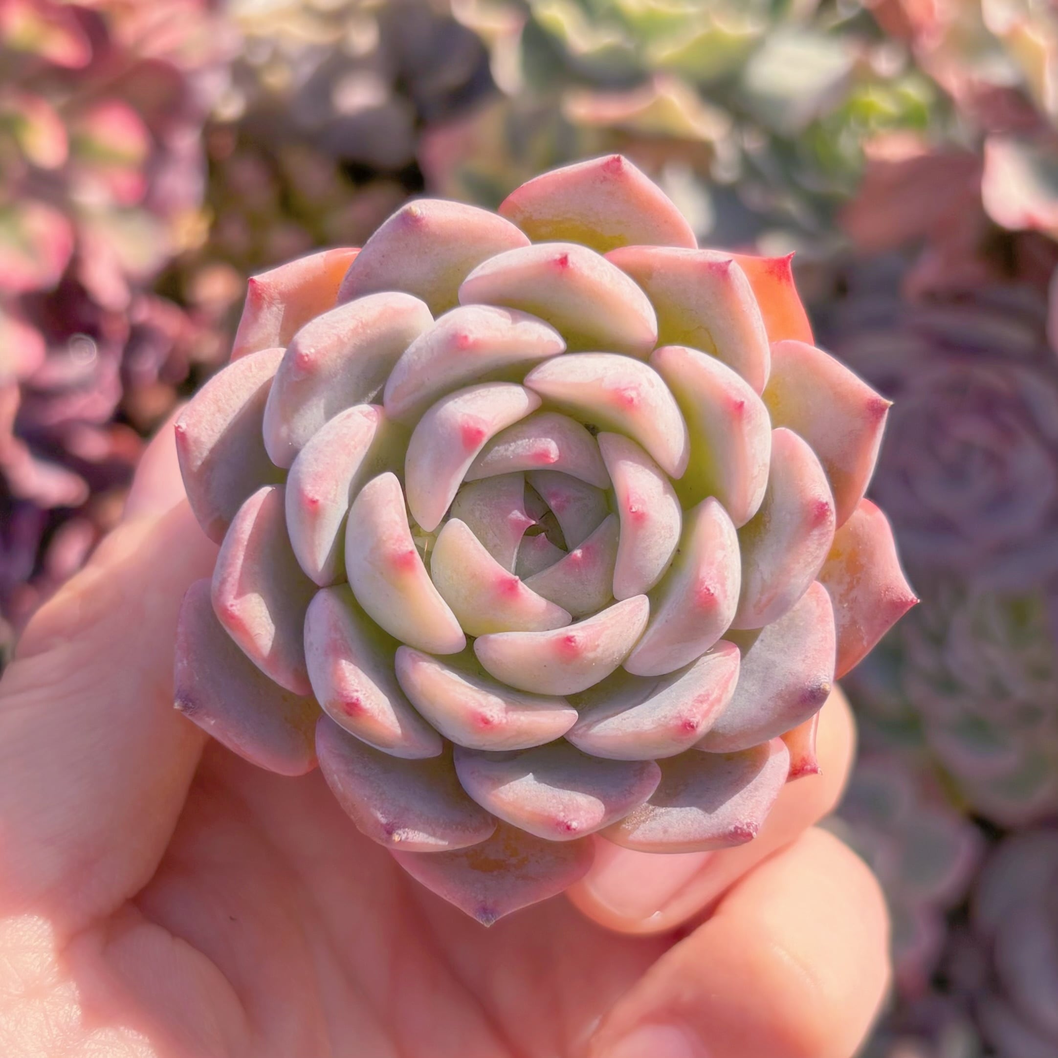 多肉植物　キャロライン　新入荷　るる農園