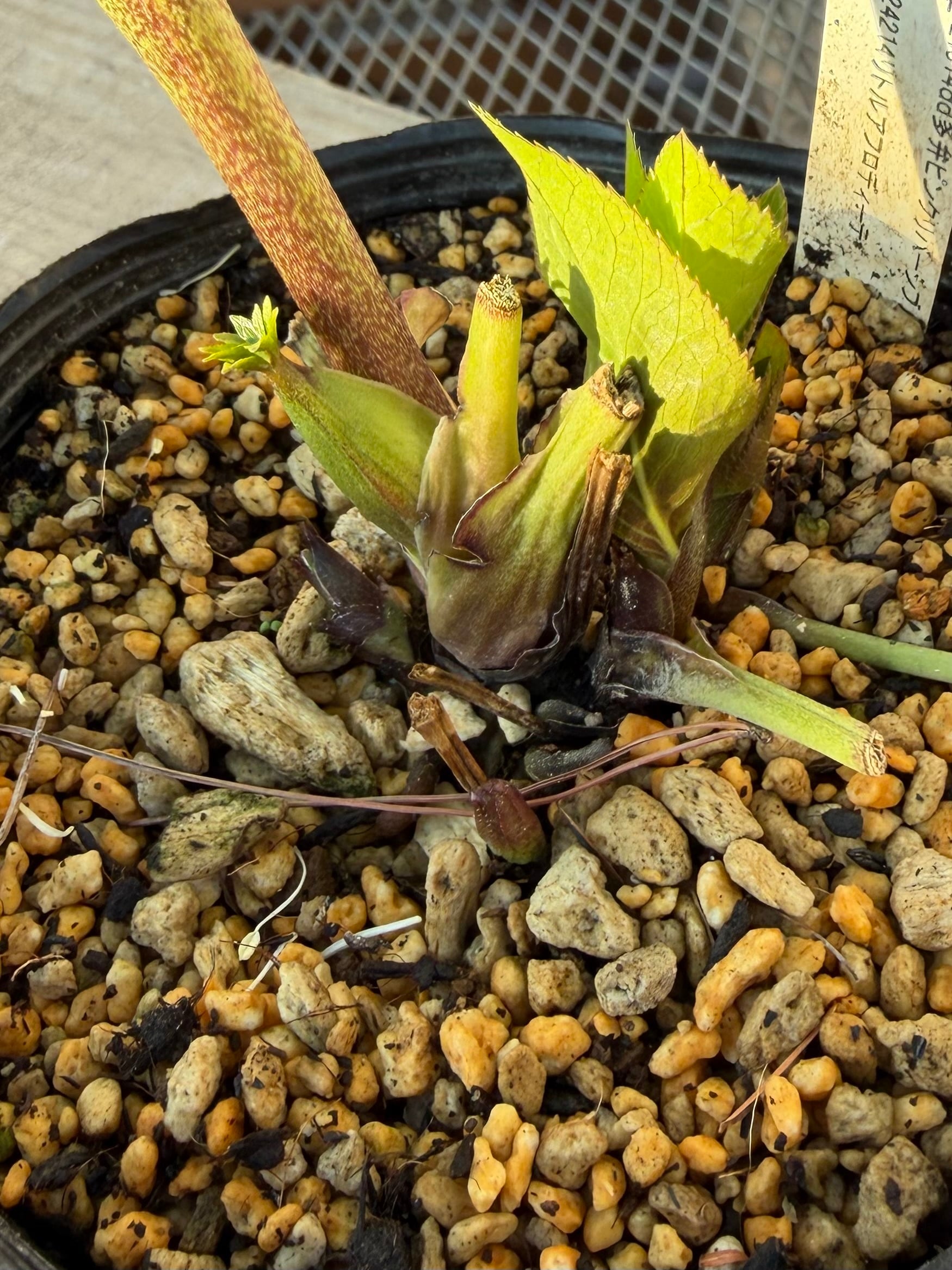 ホワイトアフロディーテ 加藤農園 クリスマスローズ【Ka91】送料無料