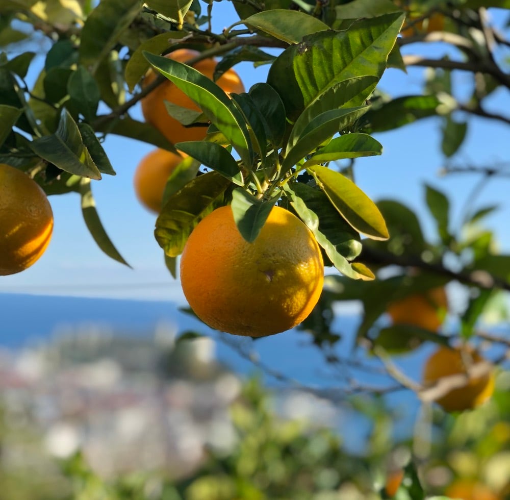 No.952 アロマストーン✩.*˚スターフィッシュサシェ アロマストーン