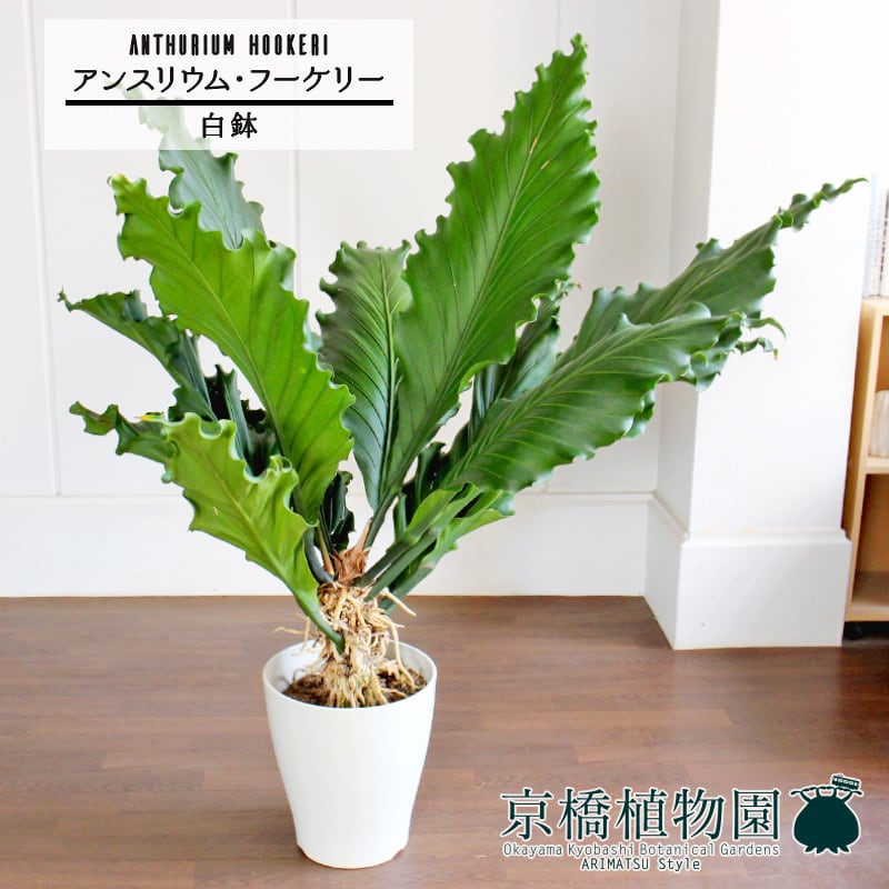 現品】アンスリウム・フーケリー 7号 黒鉢（1） 【公式通販】