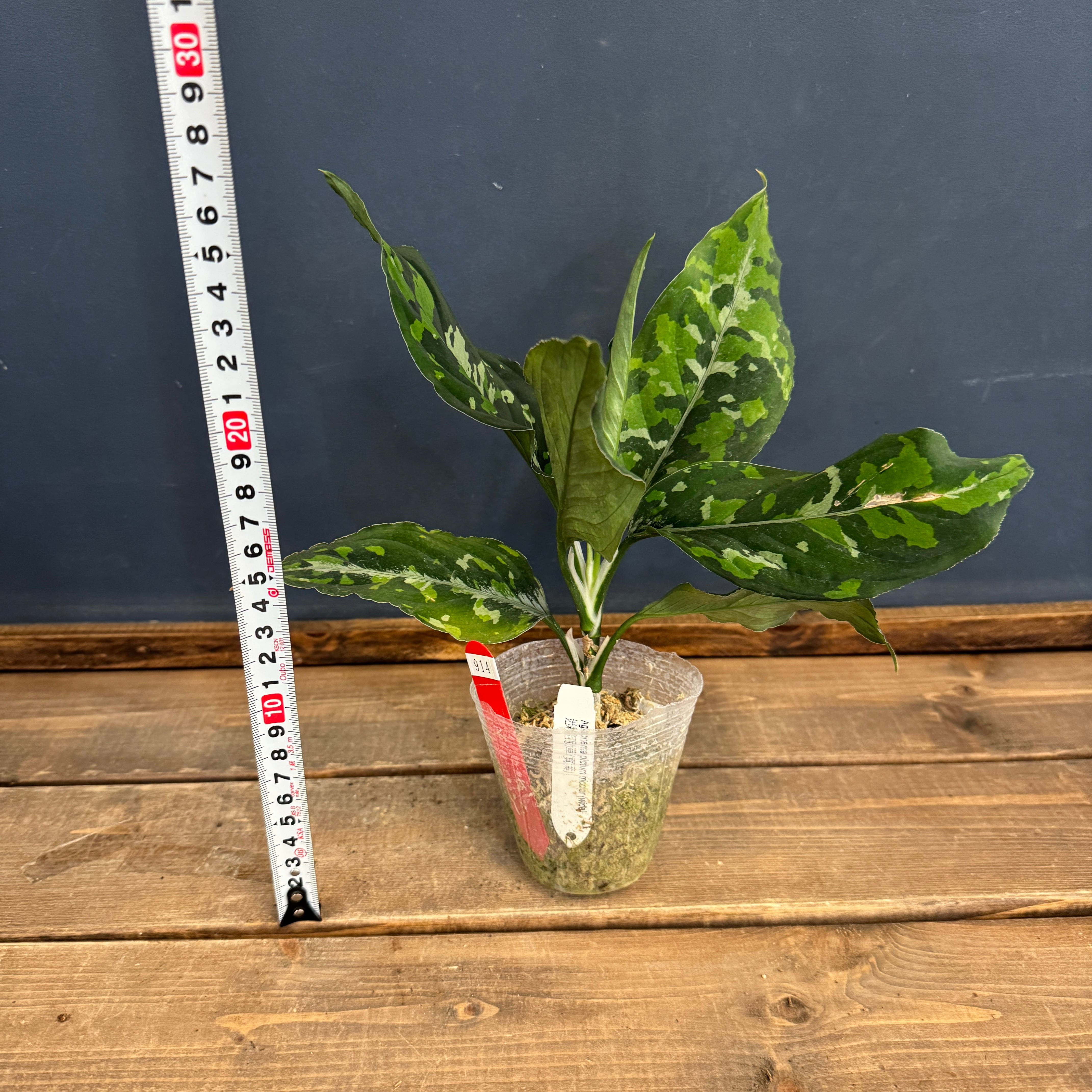 クリアランス】アグラオネマ ピクタム トリカラー ワイド【914