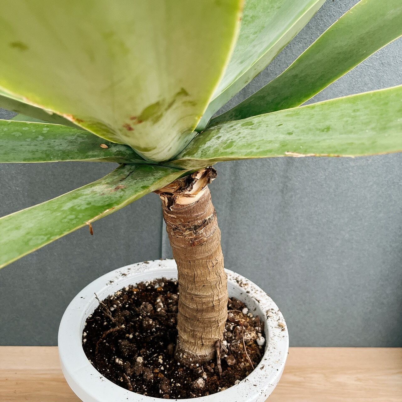 現品］9番 アガベ アテナータ 8号 観葉植物 大型 綺麗 屋外 多肉植物