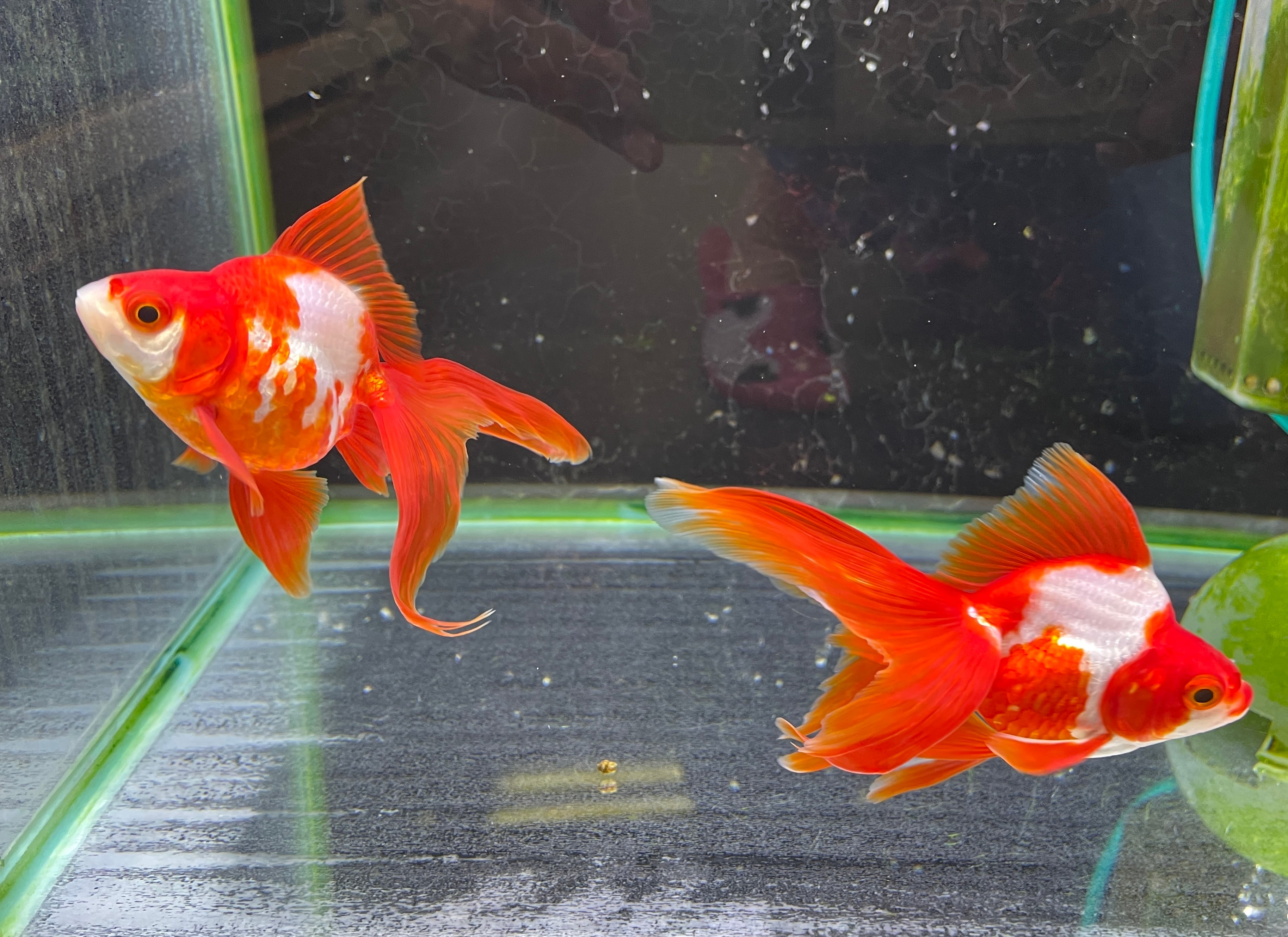 きんぎょ専用 きんぎょ様専用 金魚様、専用出品 オンラインショップ