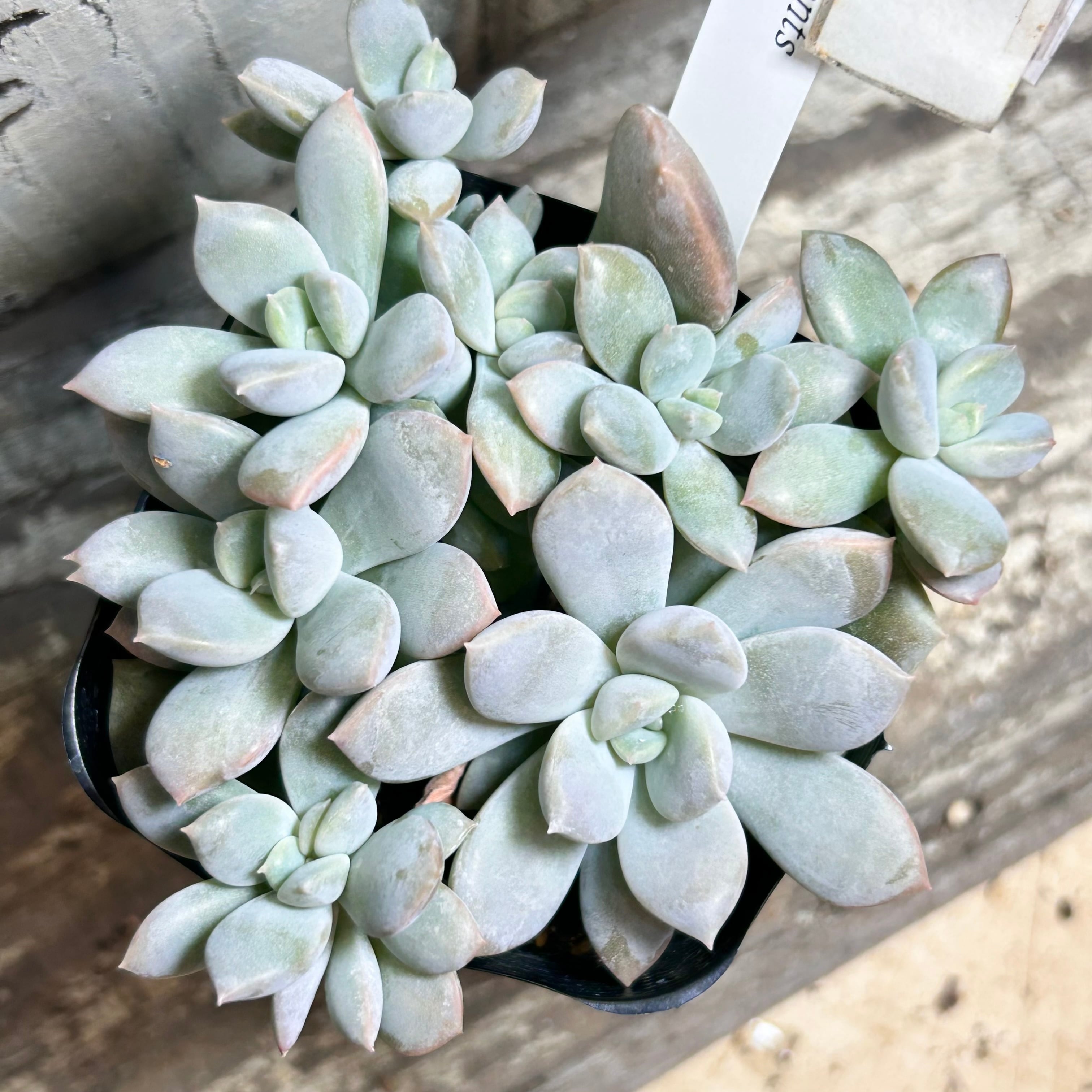 72#多肉植物ア工オニウム❤️レウコブレファラム❤️ 1大頭1小頭