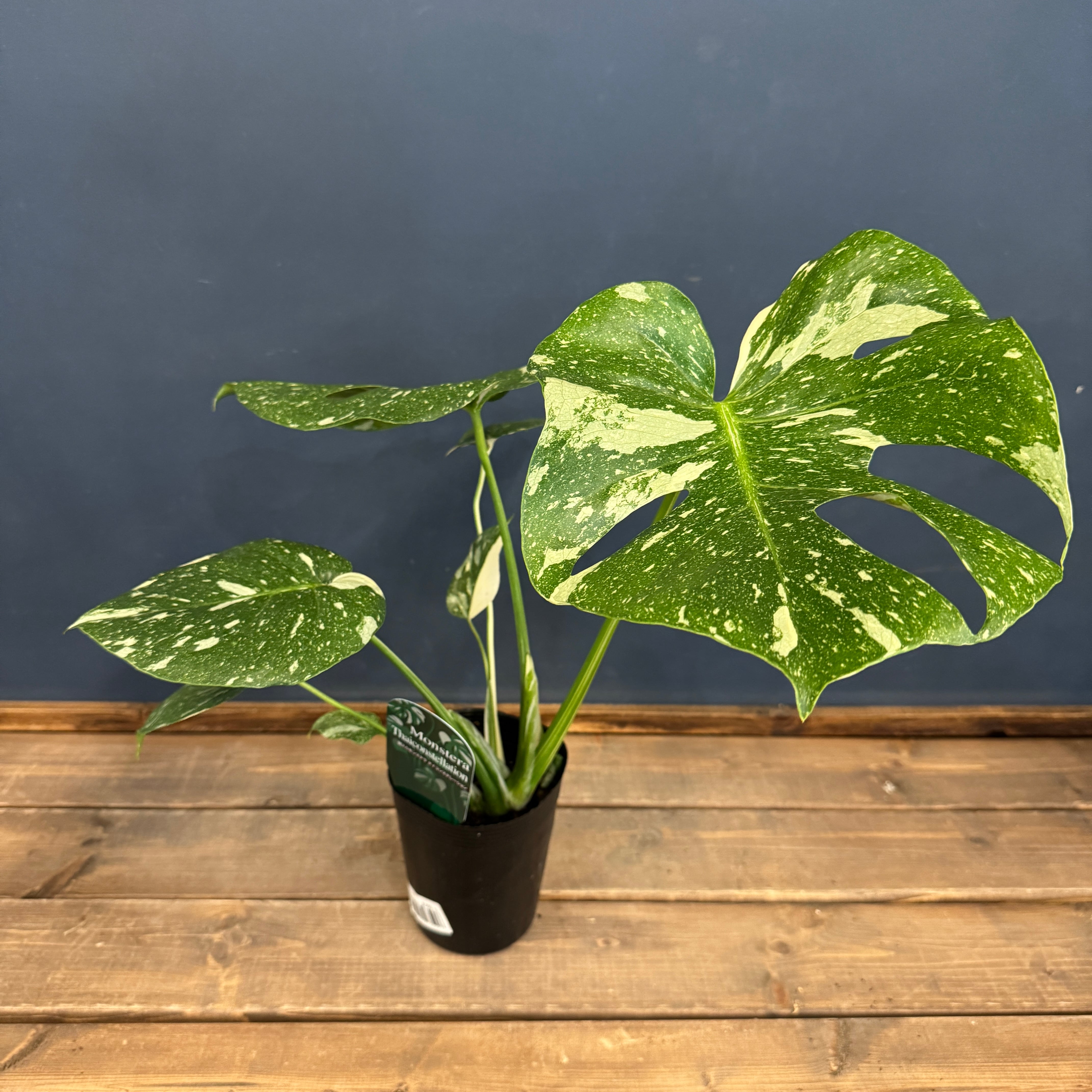 モンステラ タイコンステレーション【670】 | PROTOLEAF プロトリーフ