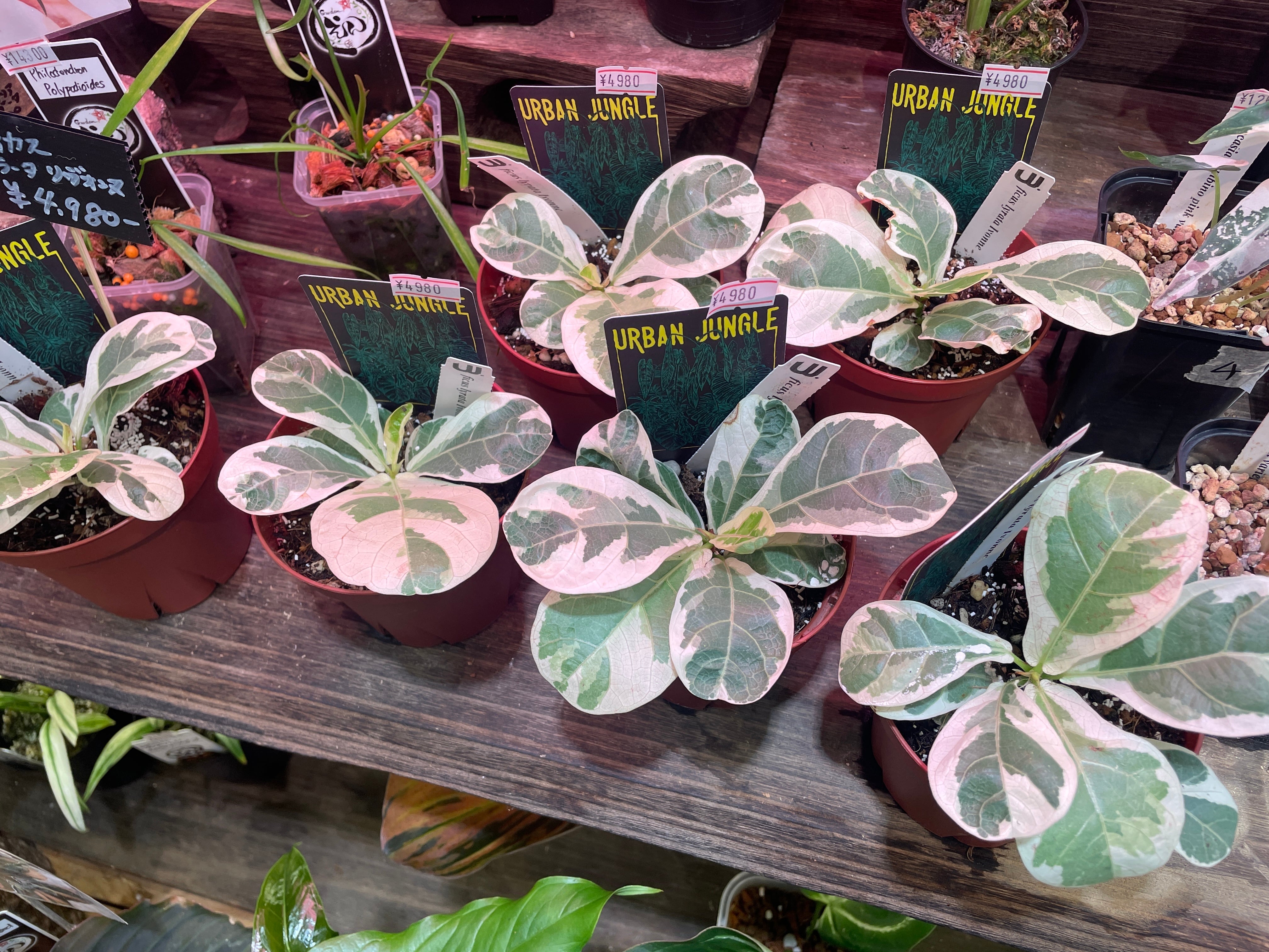 14 フィカス リラータ イヴォンヌ 希少】 Ficus Lyrata Ivonne /フィカス リラータ斑入り