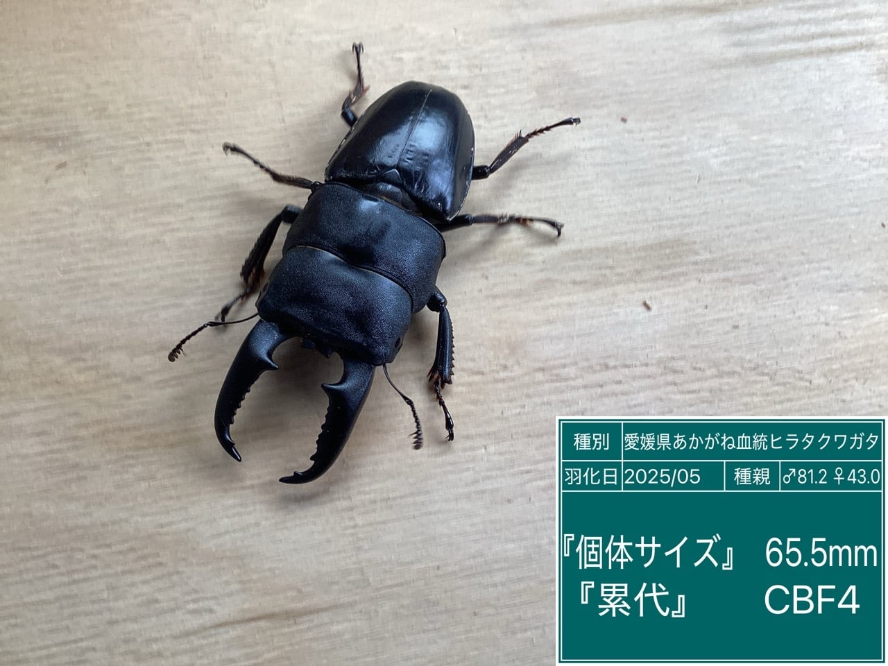 あかがね血統ヒラタクワガタ NO22 65.5♂単品 | 国産クワガタ ドルクス