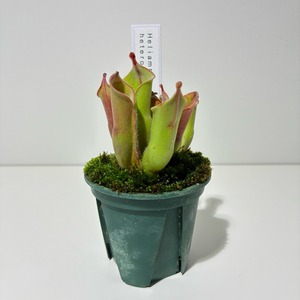 ヘリアンフォラ ヘテロドクサ Heliamphora heterodoxa