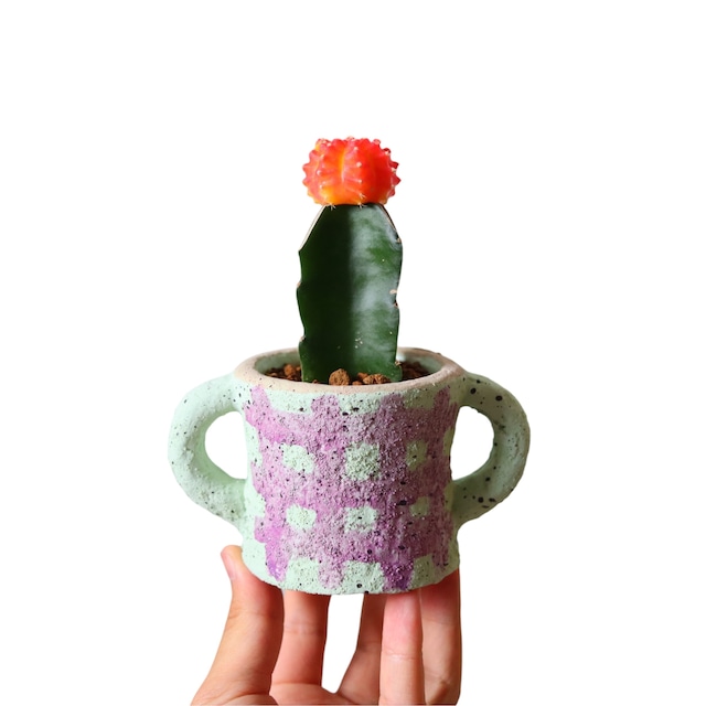 ヒボタン