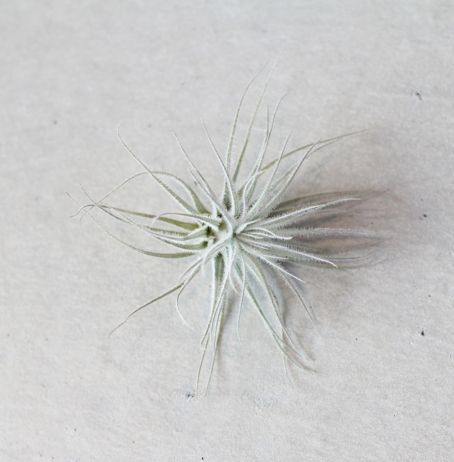 ［Tillandsia］tectorum テクトラム  　S  　ティランジア　エアプランツ