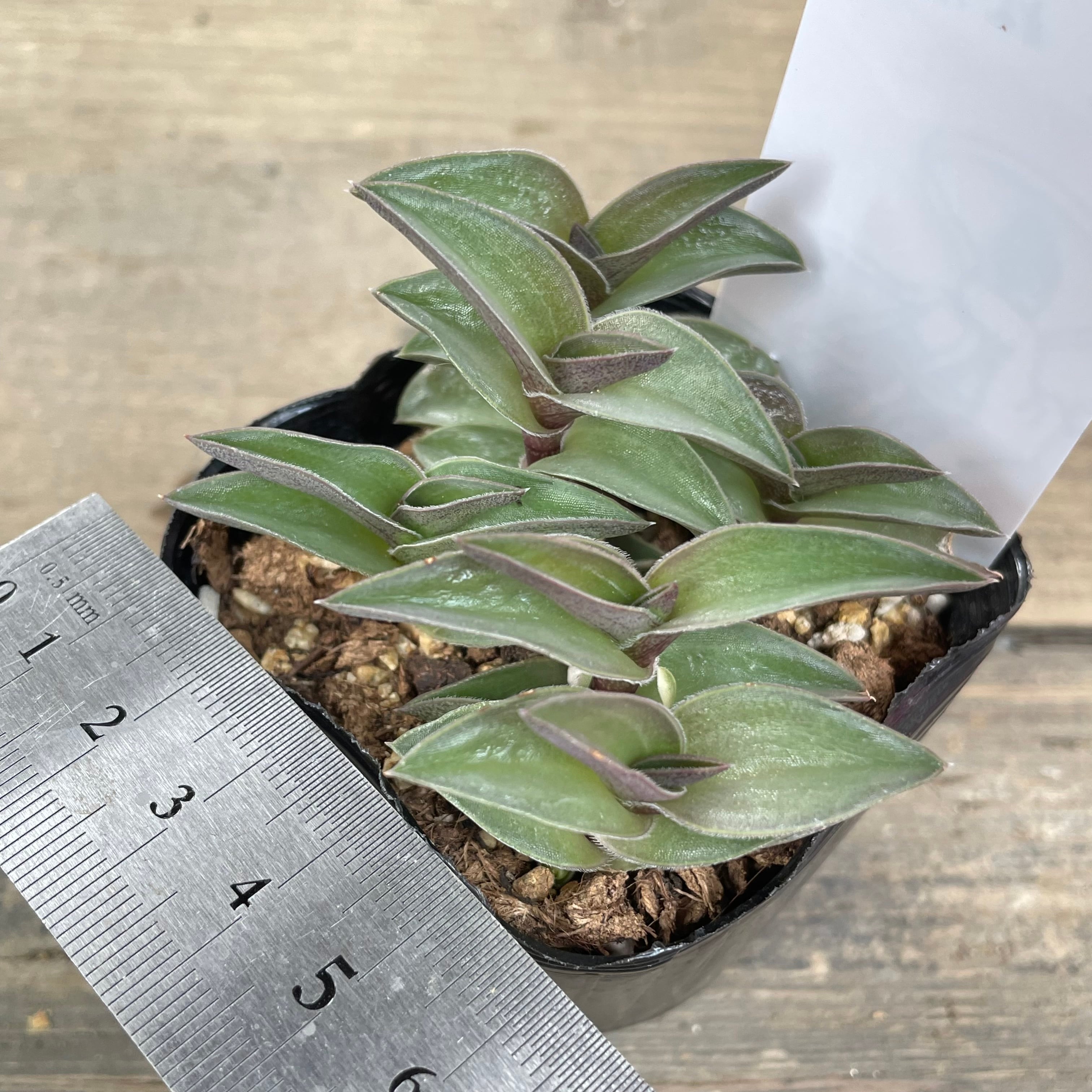 重ね扇 | RuPo 多肉植物専門店