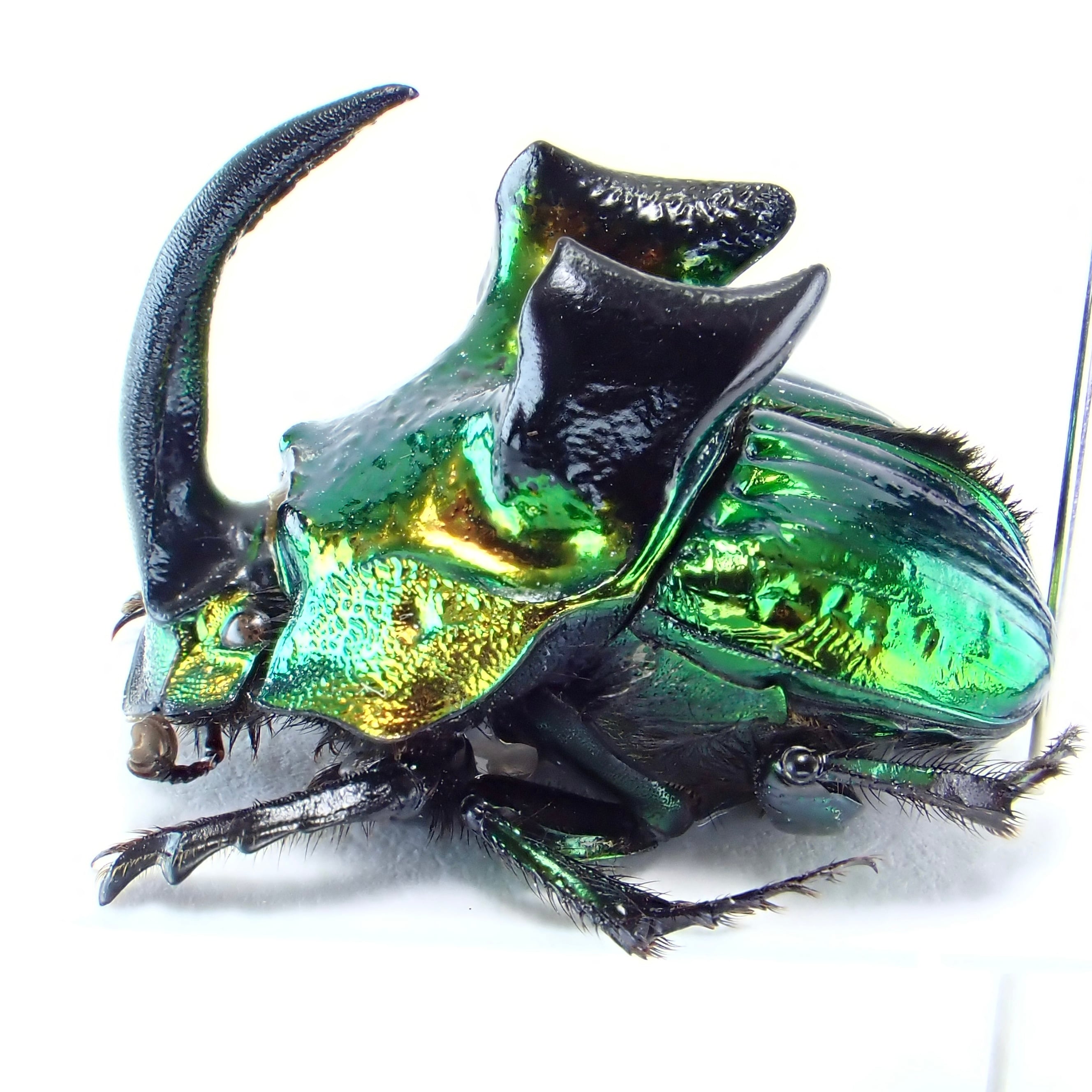 標本 Mexico Phanaeus demon demon 21mm 20mm メキシコ産 Phanaeus demon ♂ 19mm XL | 昆虫標本 Diggers & Rollers
