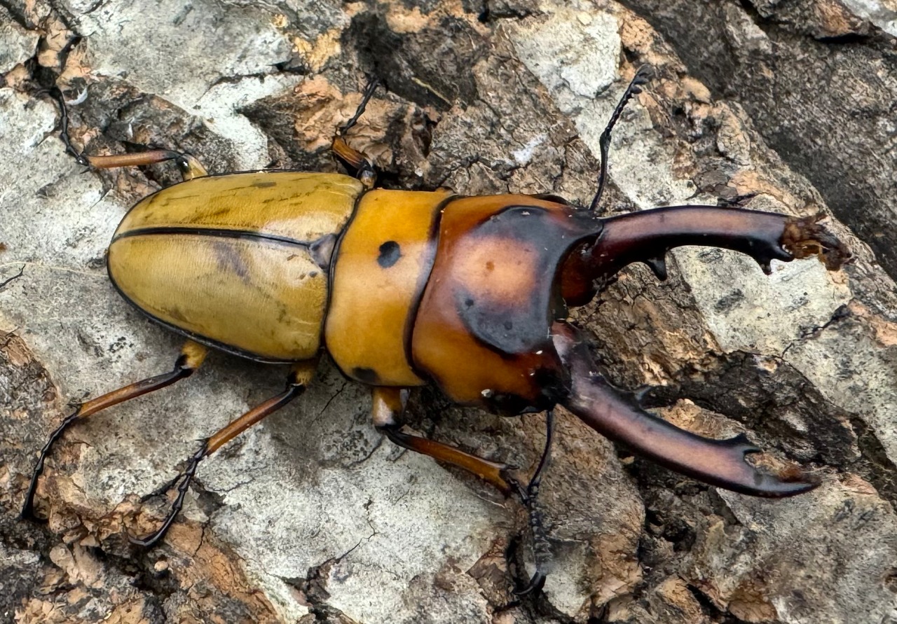 【WD】《オキピタリスノコギリ原名亜種 49mm ペア》