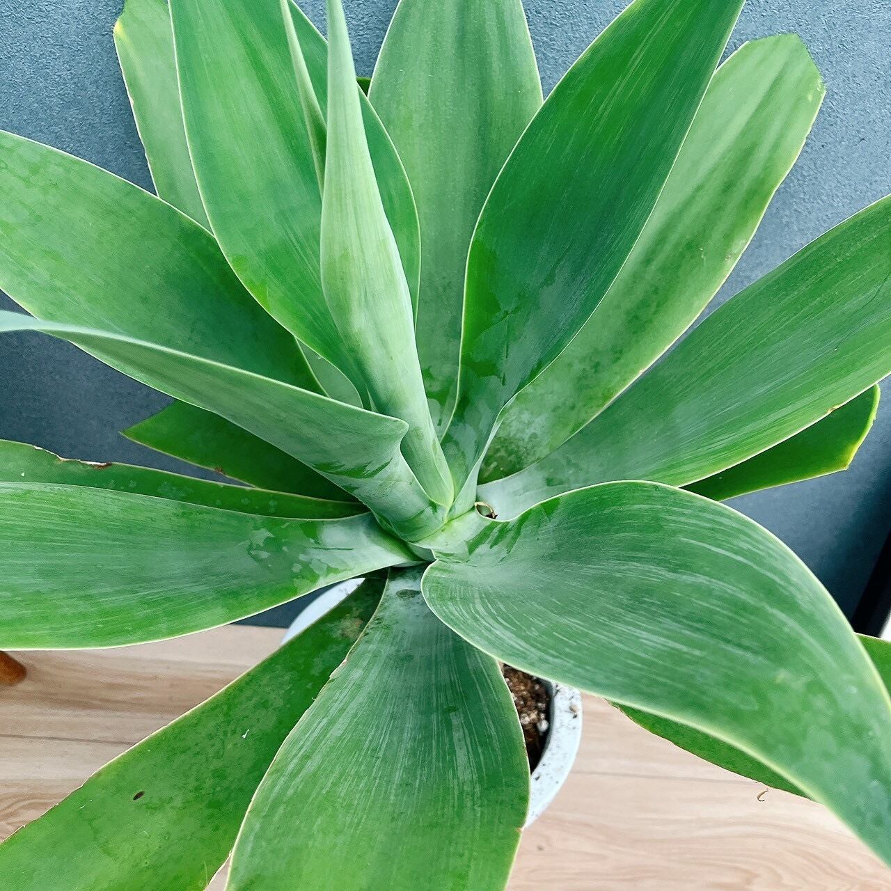現品］9番 アガベ アテナータ 8号 観葉植物 大型 綺麗 屋外 多肉植物