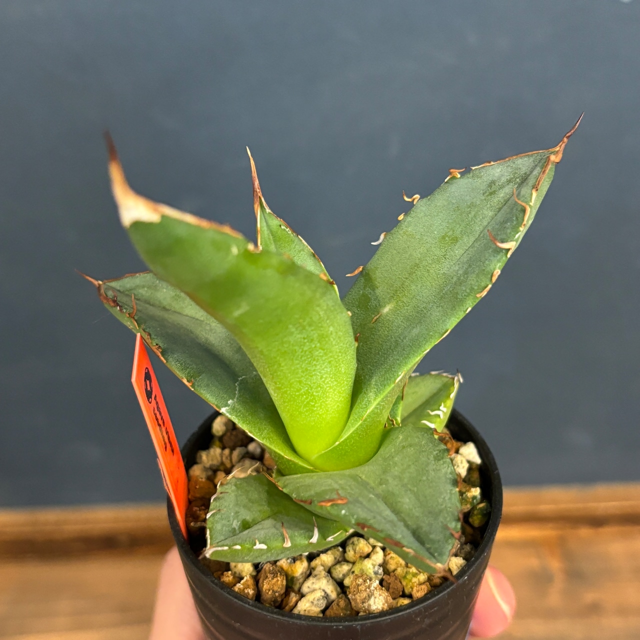 アガベ オテロイ 実生【613】