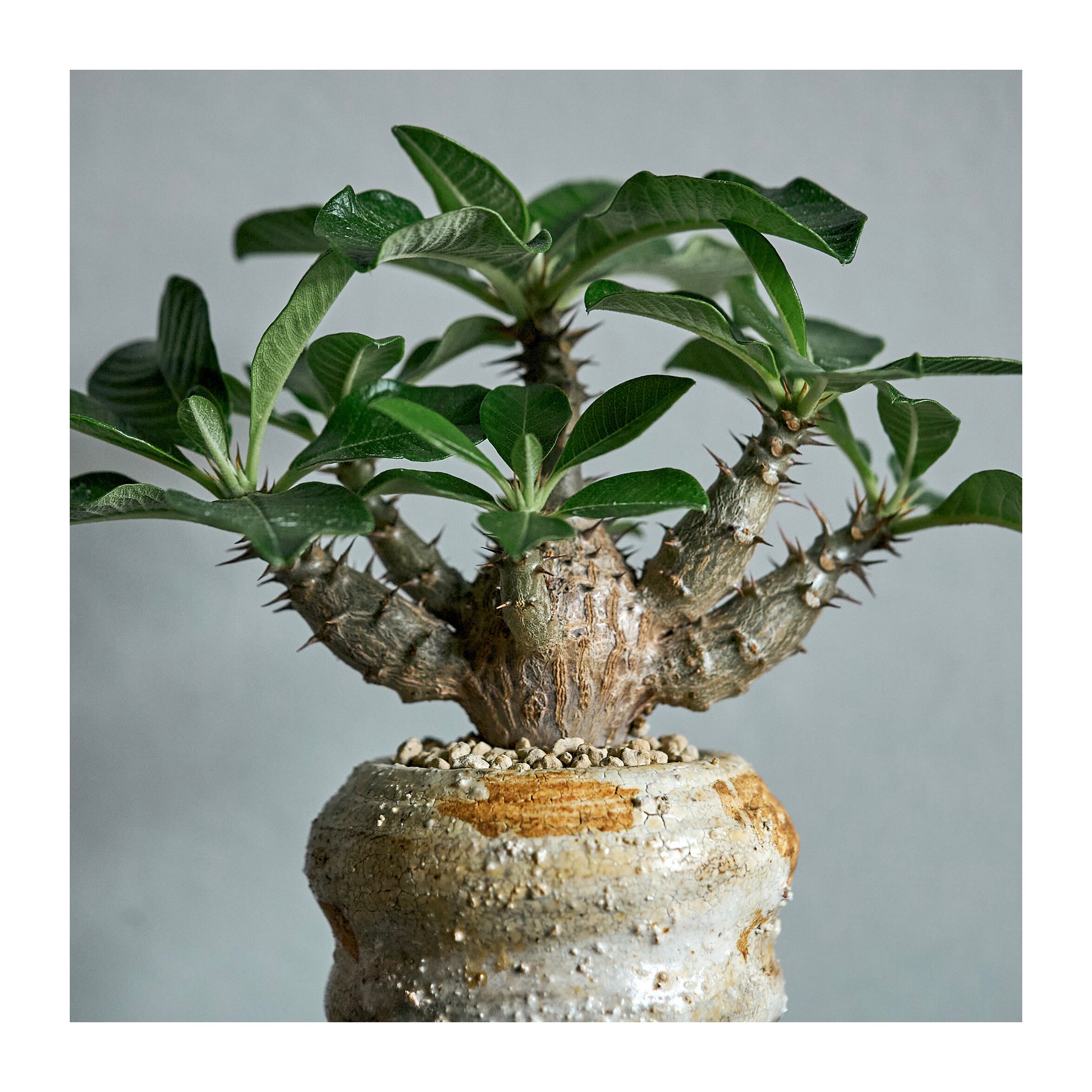 姫野翔太 | いい日あたり