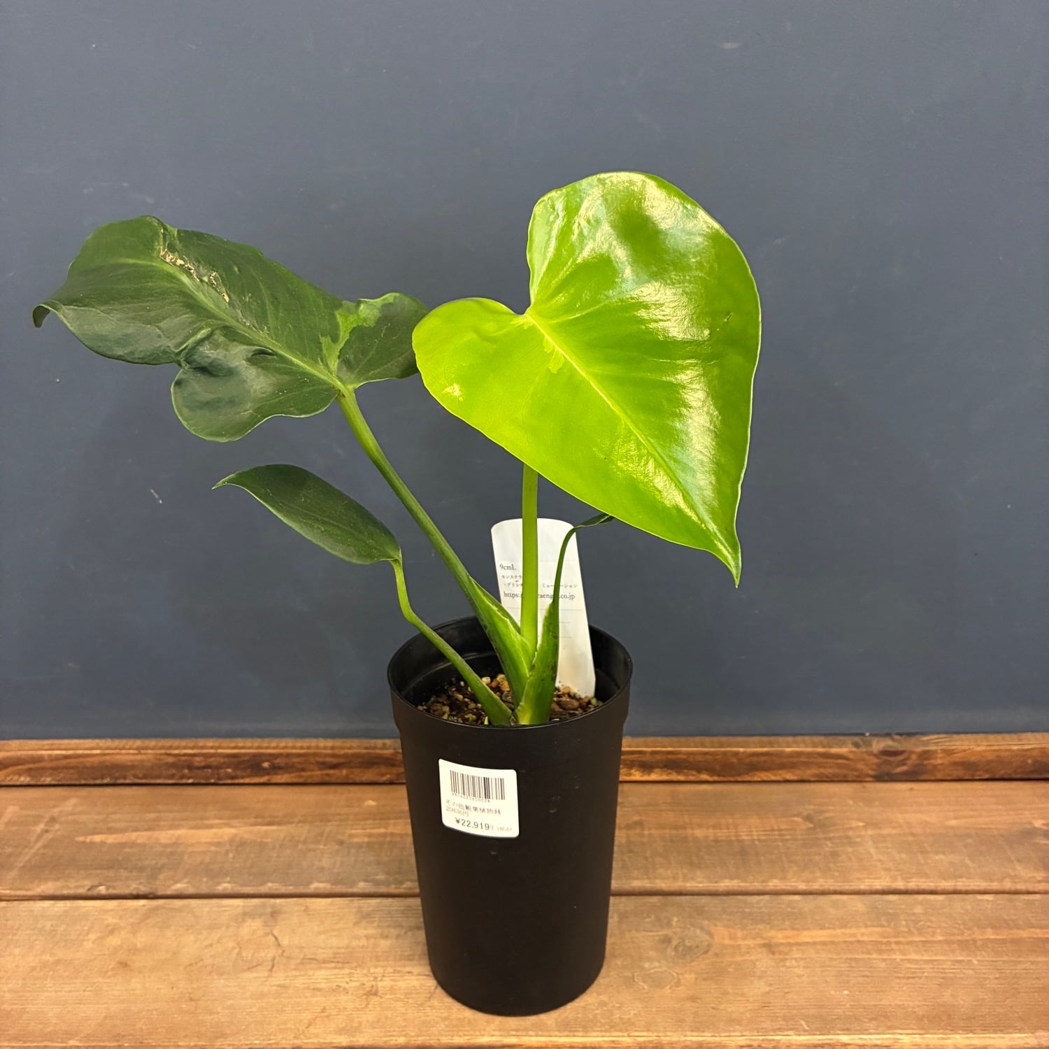観葉植物 | PROTOLEAF プロトリーフ