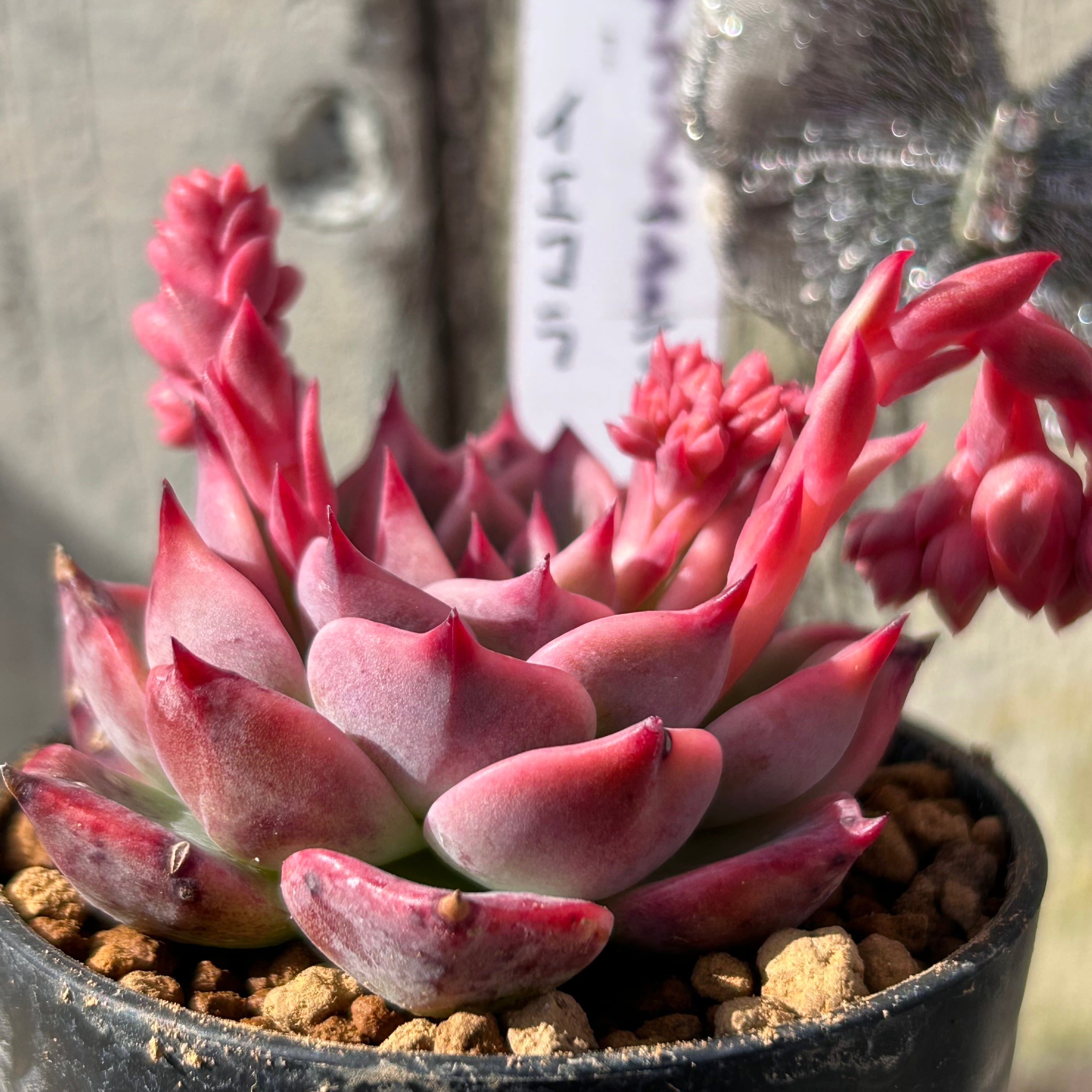 チワワエンシス イエコラ | RuPo 多肉植物専門店