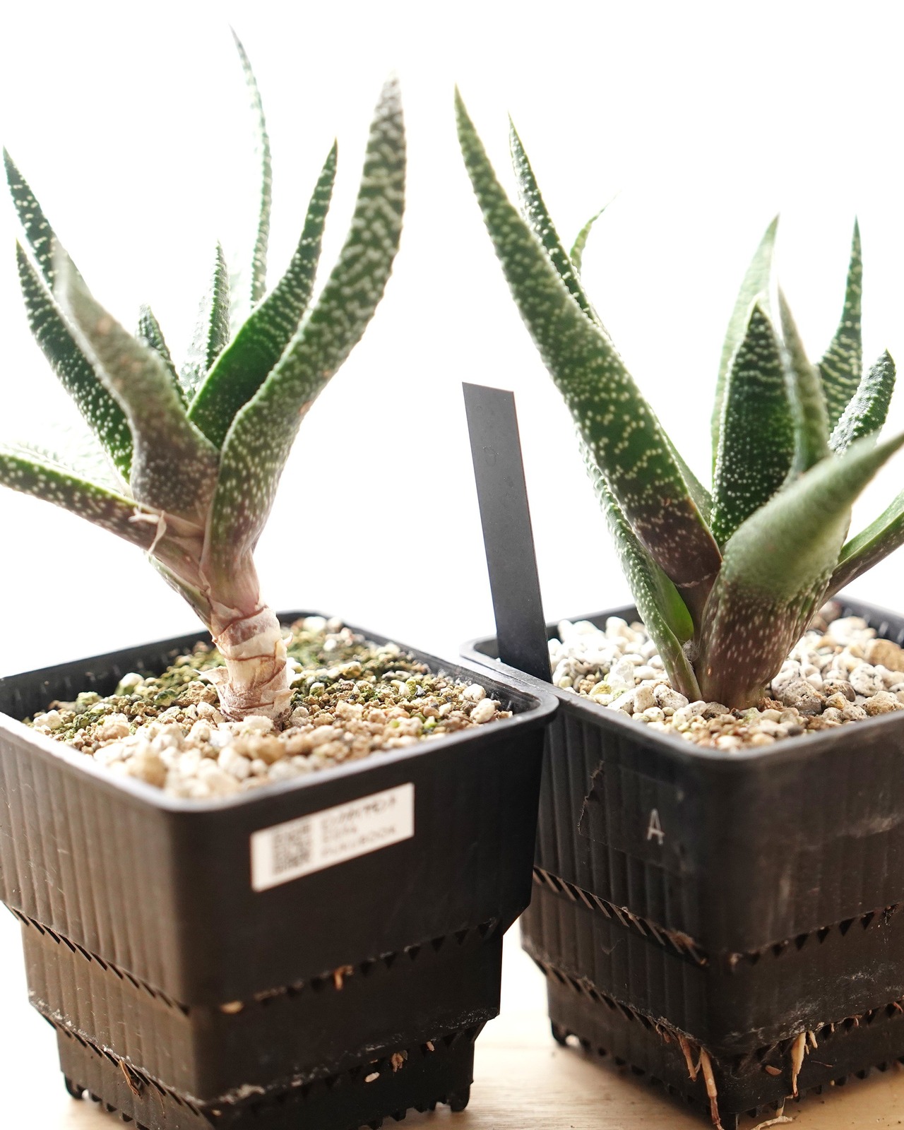 抜き苗 ガストラロエ 満天の星 Gasteraloe 'Manten no Hoshi'