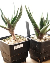 抜き苗 ガストラロエ 満天の星 Gasteraloe 'Manten no Hoshi'