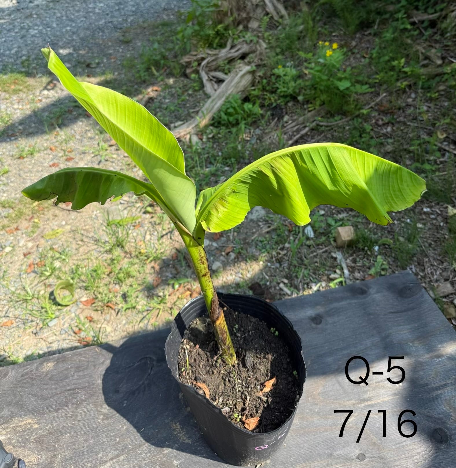 芭蕉 ジャパニーズバナナ 苗 A-9【鉢底から計測】 約80cm前後 | BurnsGREEN