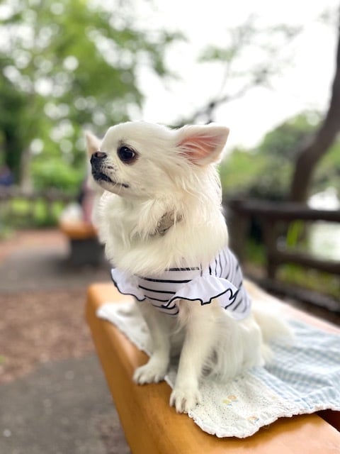 ボ-ダ-フリルスリ-ブ プルオ-バ-