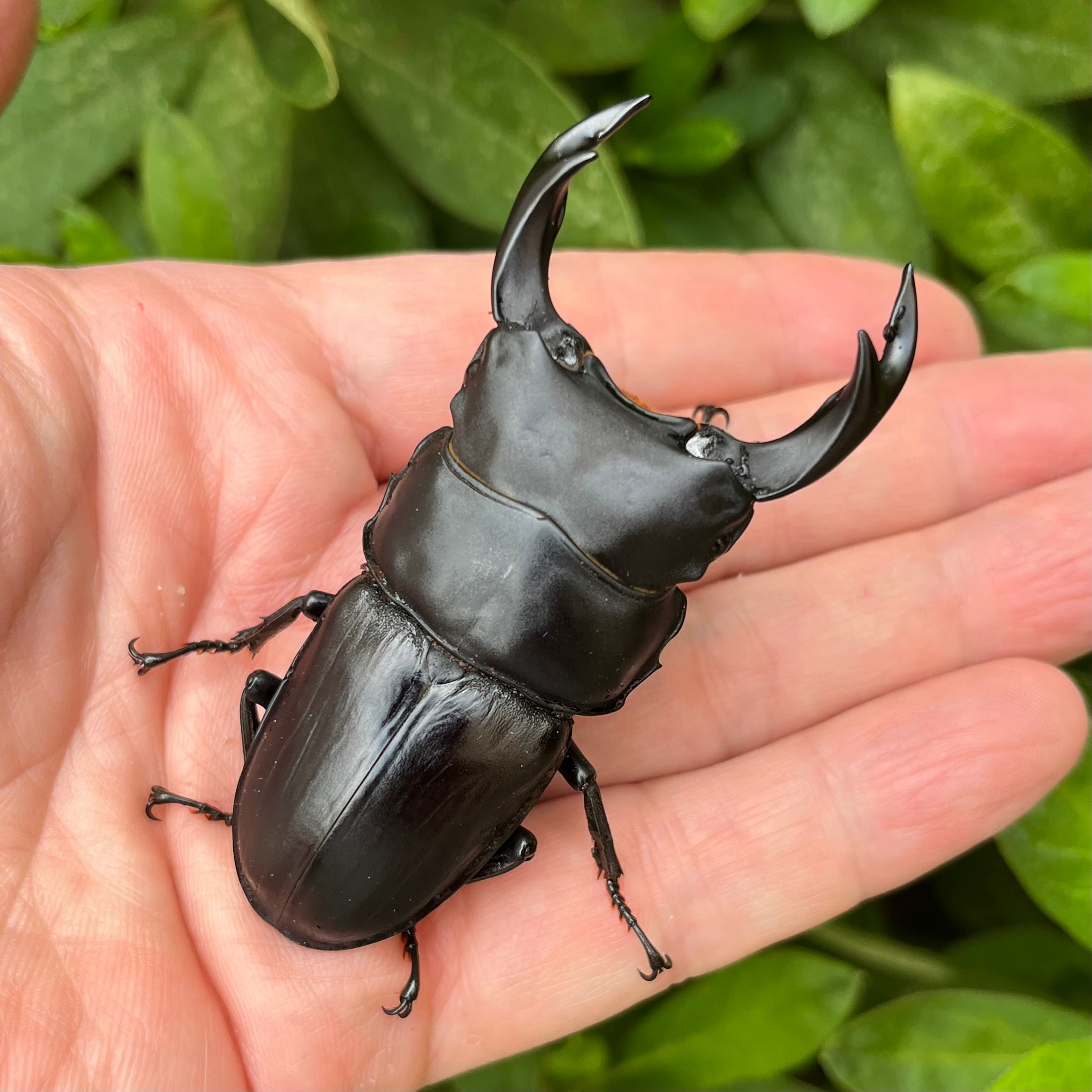 Dorcus NAVI ショップ