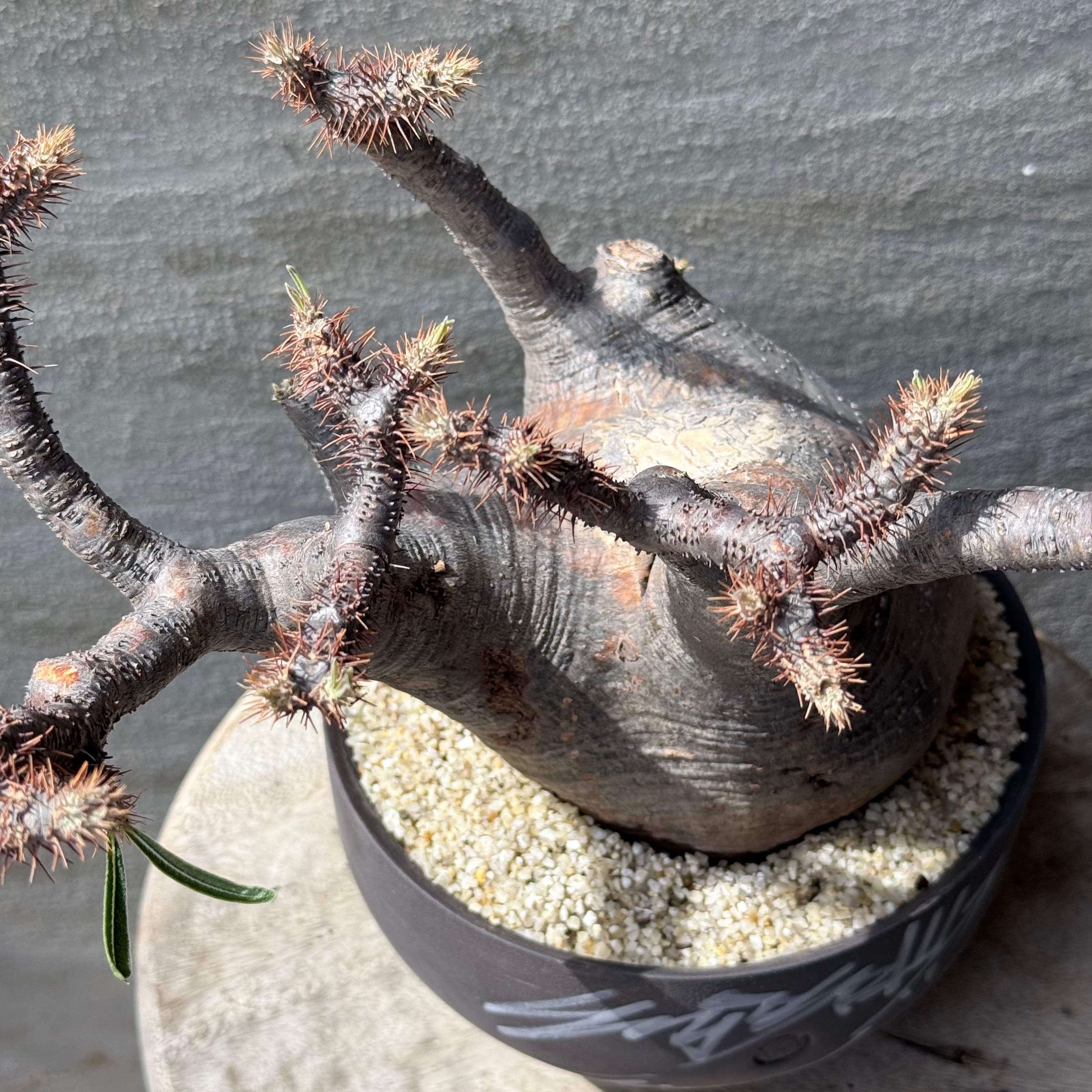 植物×鉢】パキホディウム グラキリス 現地球 発根済み × VALIEM GHOST