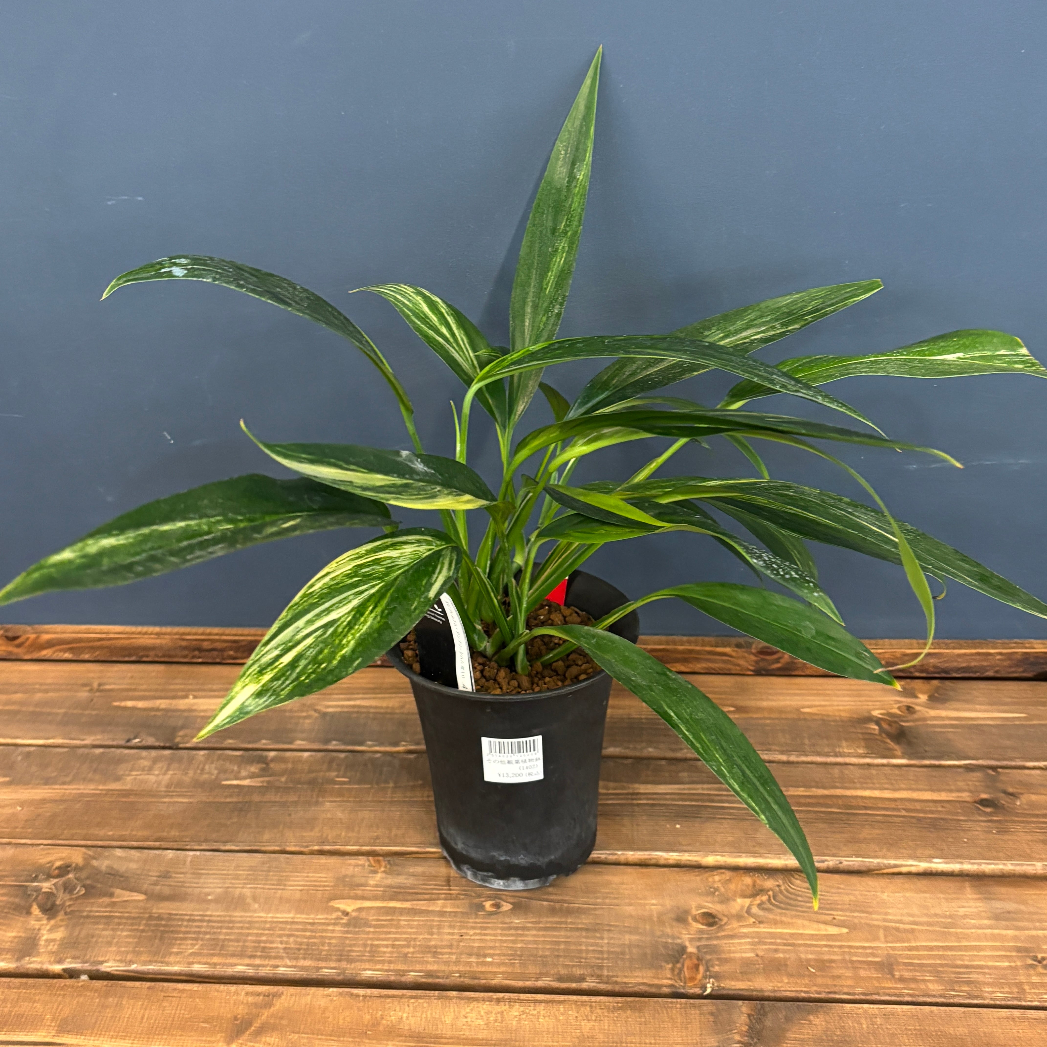 エピプレムナム アンプリッシマム 斑入り【737】 | PROTOLEAF プロトリーフ