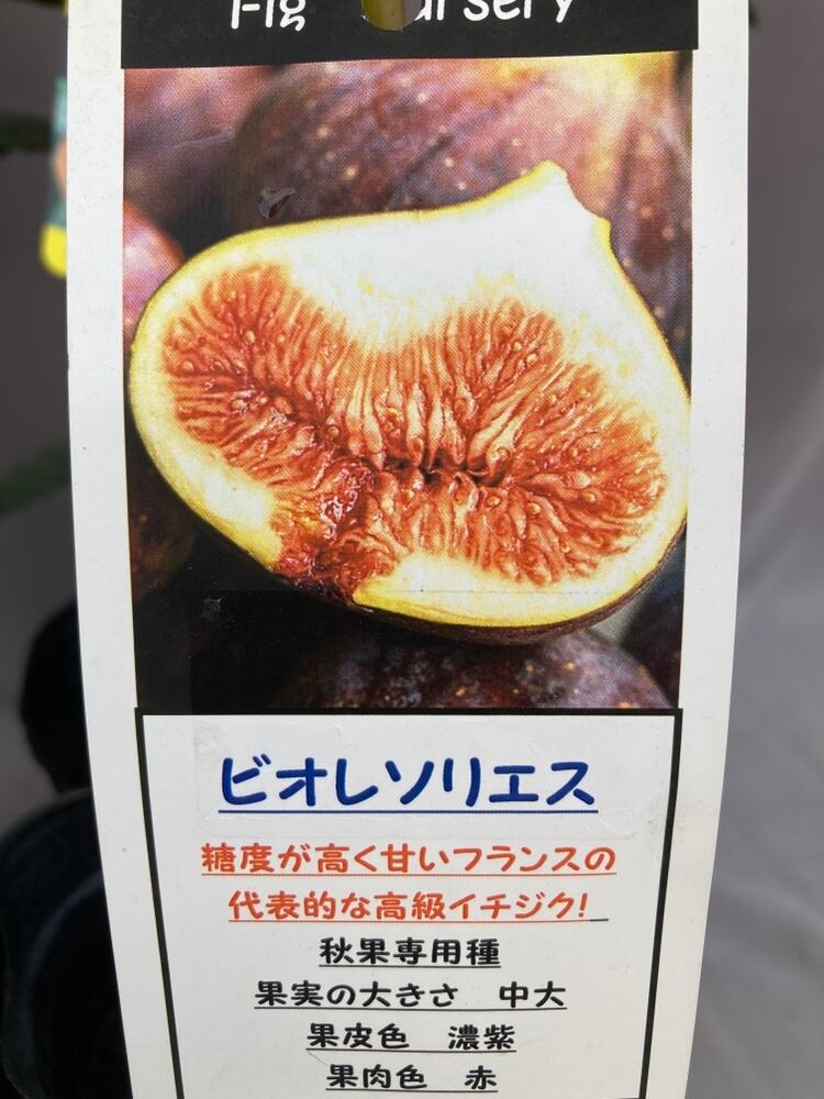 いちじく・ビオレソリエス 4号ロング | 日本ライン花木センター