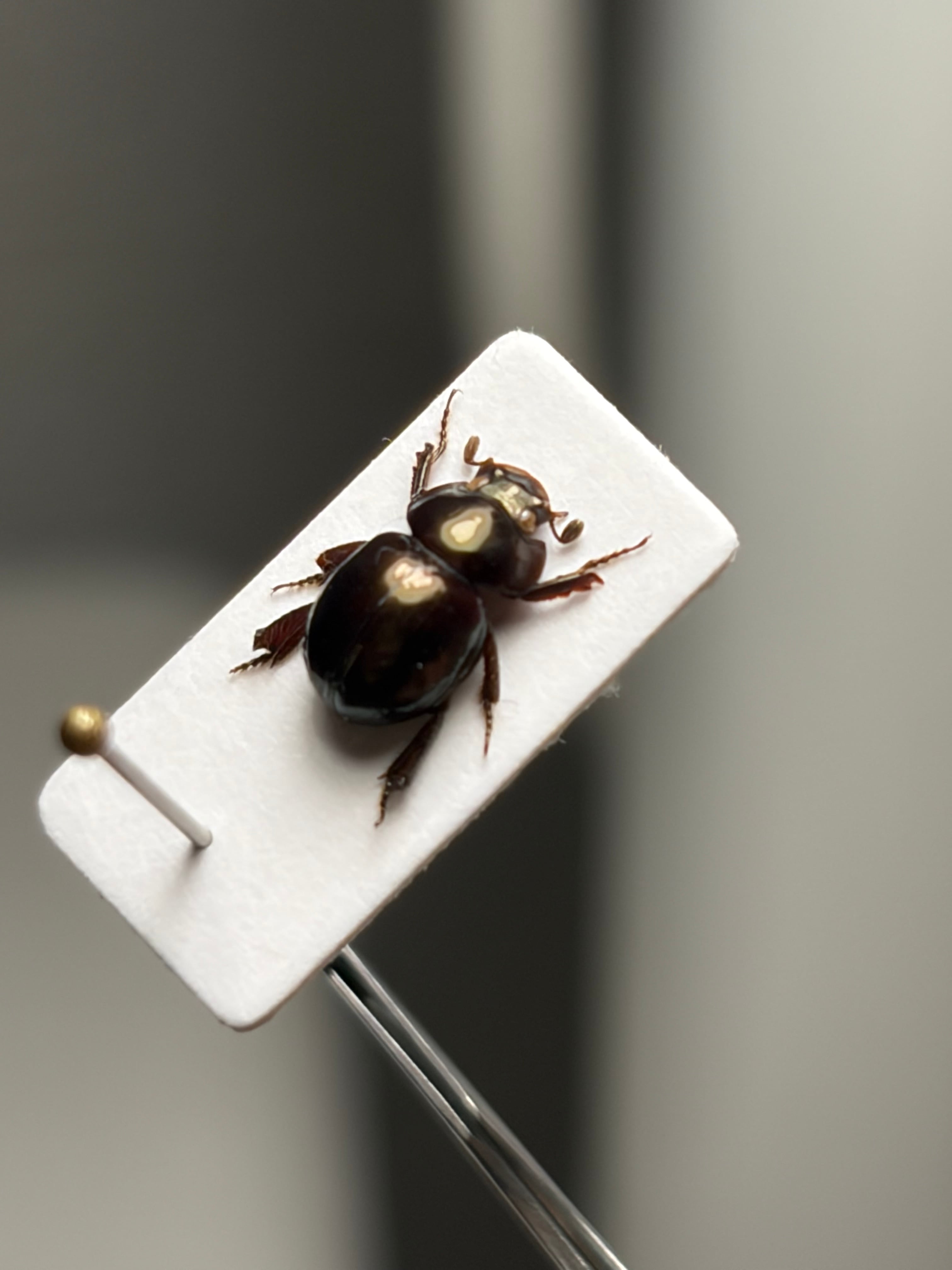 LAST】巨大なマンマルコガネ ブラックフォーム 標本 とんでもない甲虫