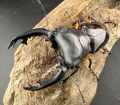 【ツヤツヤ箱】2026 New Year HAPPY BOX（お得箱） 19,999